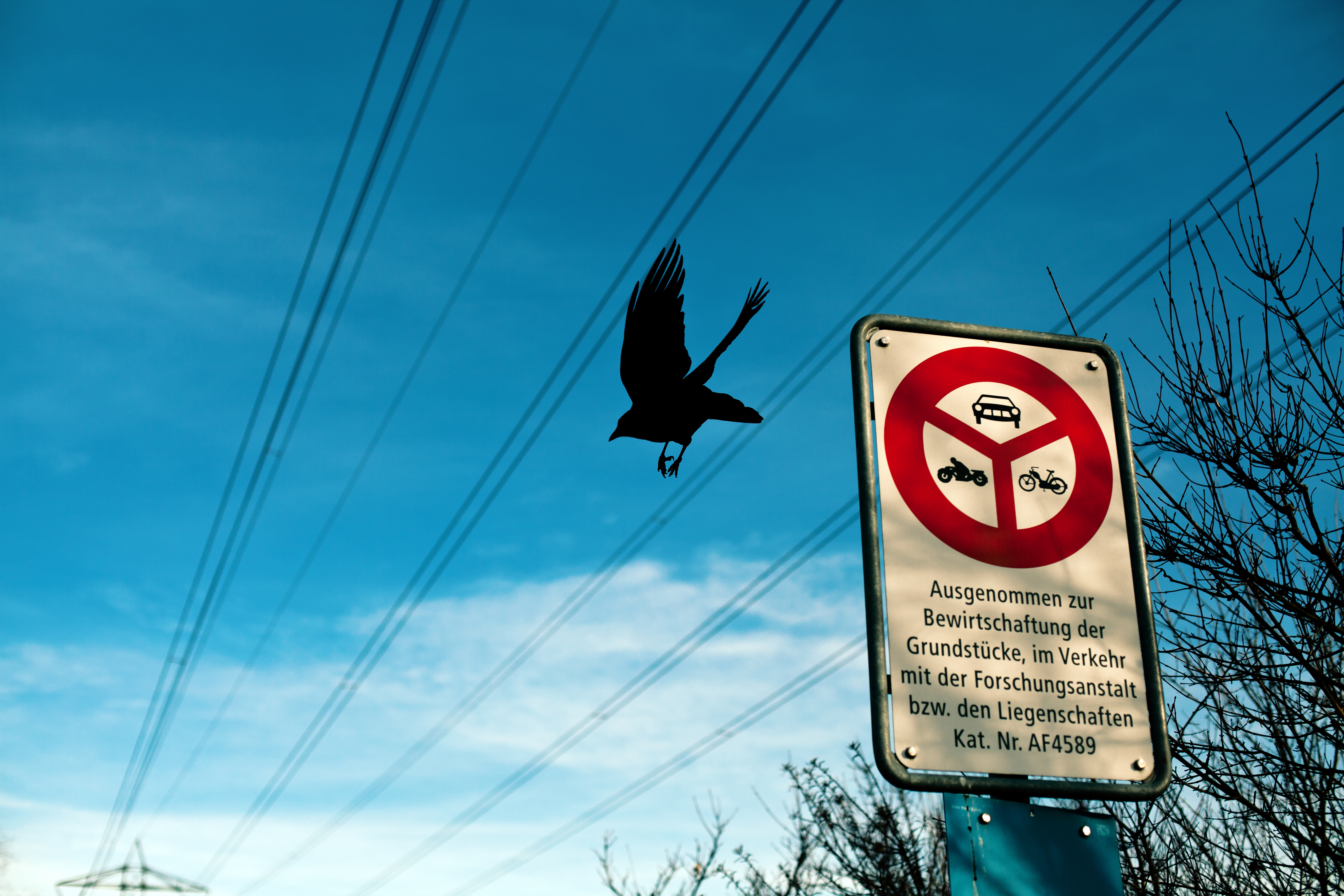 Free download wallpaper Bird, Flight, Animal, Sign, Crow on your PC desktop