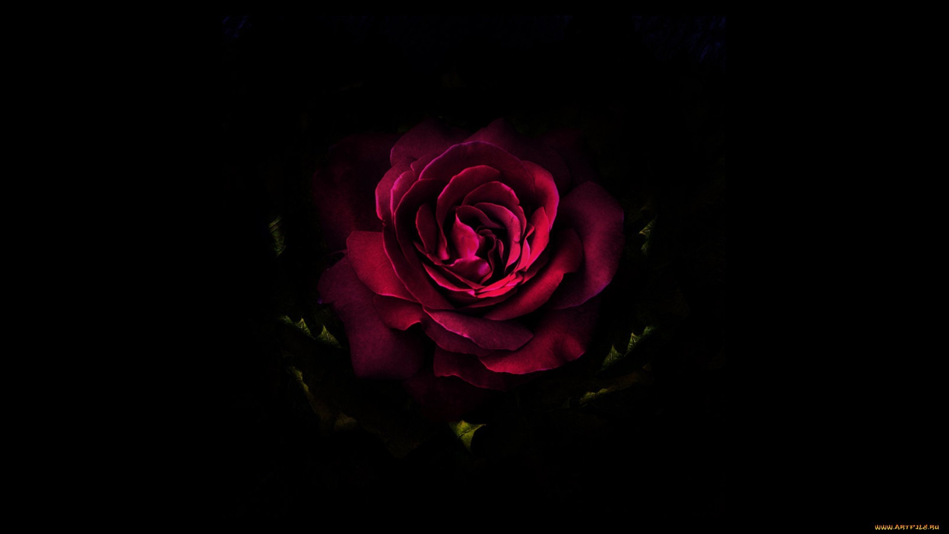 15139 télécharger l'image roses, noir, plantes, fleurs - fonds d'écran et économiseurs d'écran gratuits