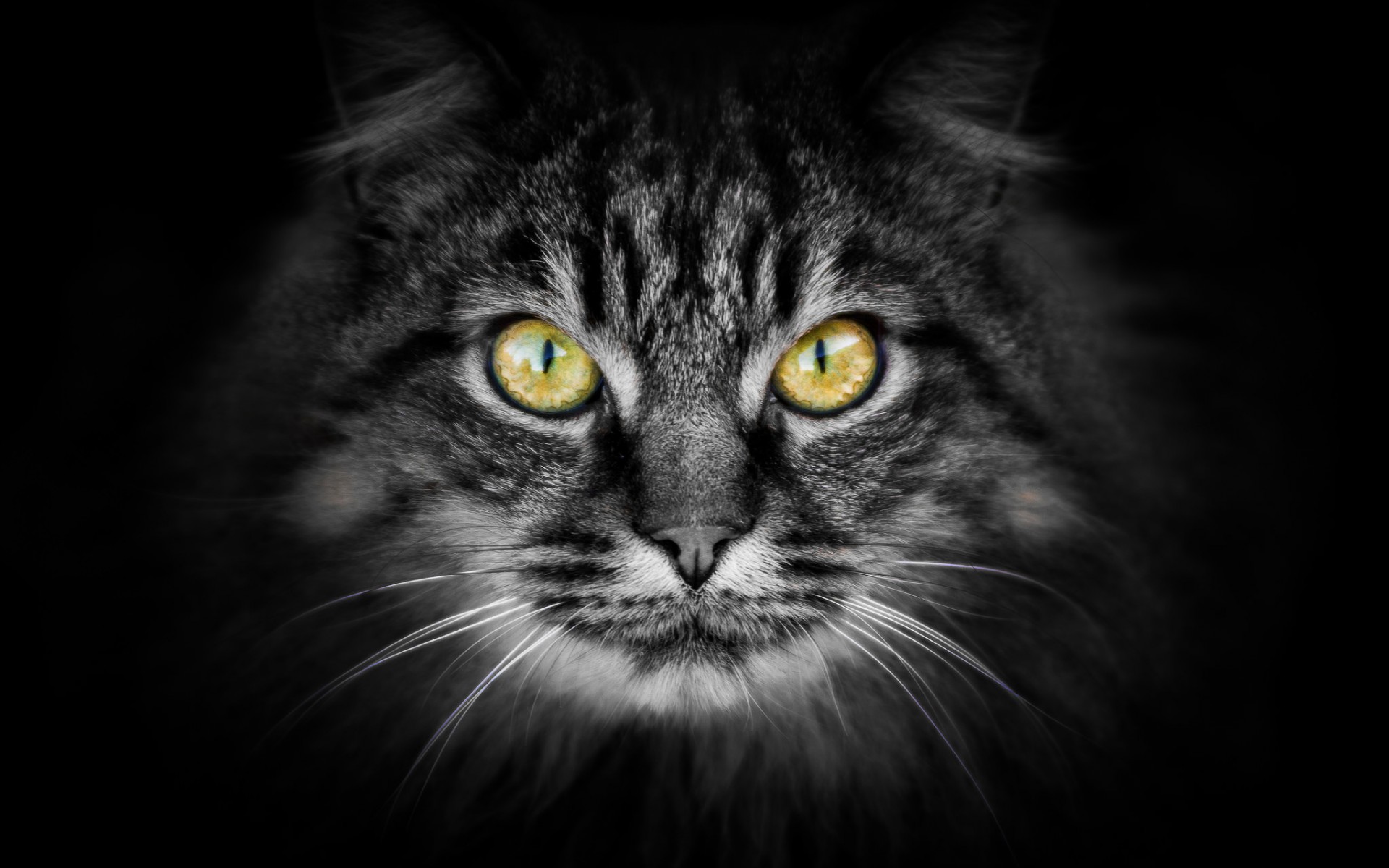 Free download wallpaper Cat, Cats, Animal on your PC desktop