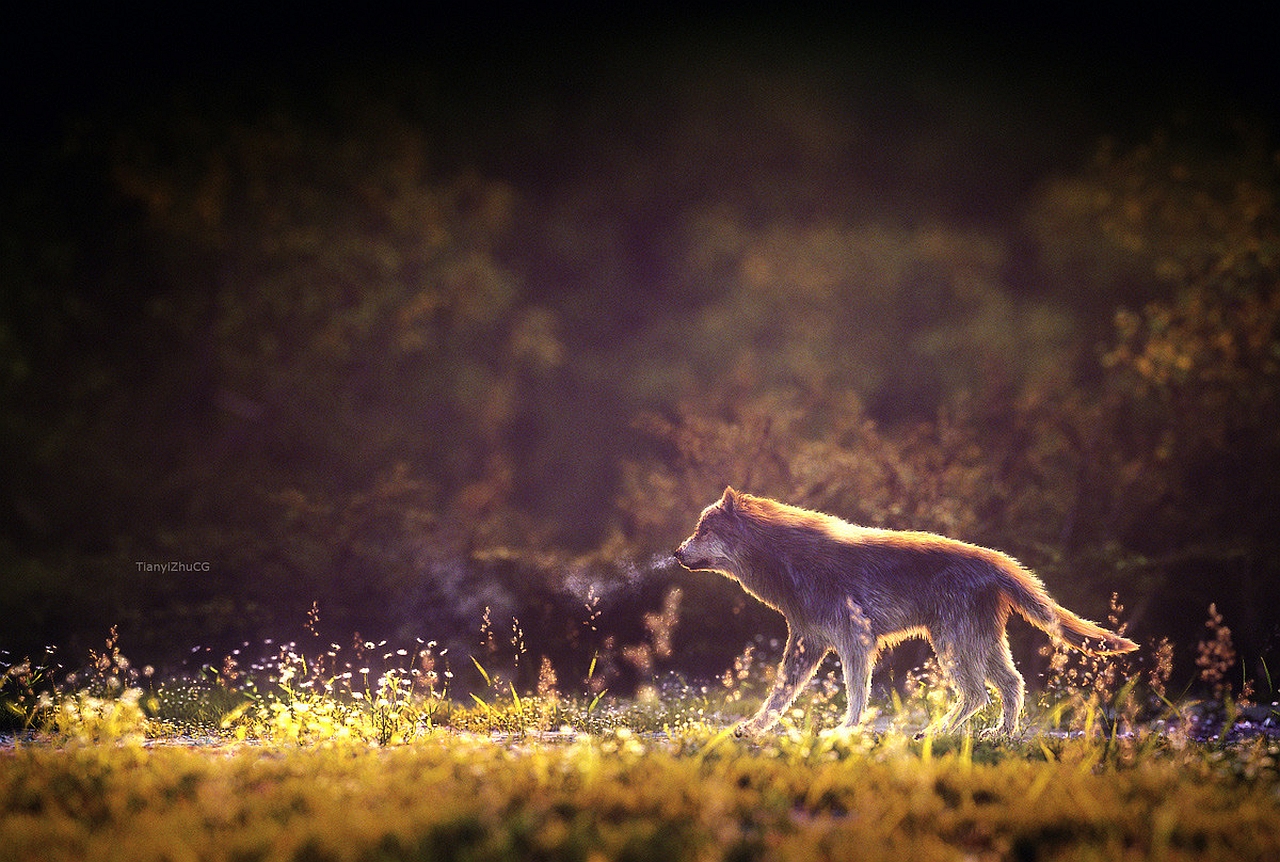 Descarga gratuita de fondo de pantalla para móvil de Animales, Lobo.