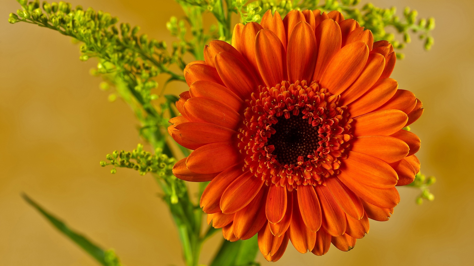 Скачать обои бесплатно Цветок, Гербера, Земля/природа, Оранжевый Цветок картинка на рабочий стол ПК