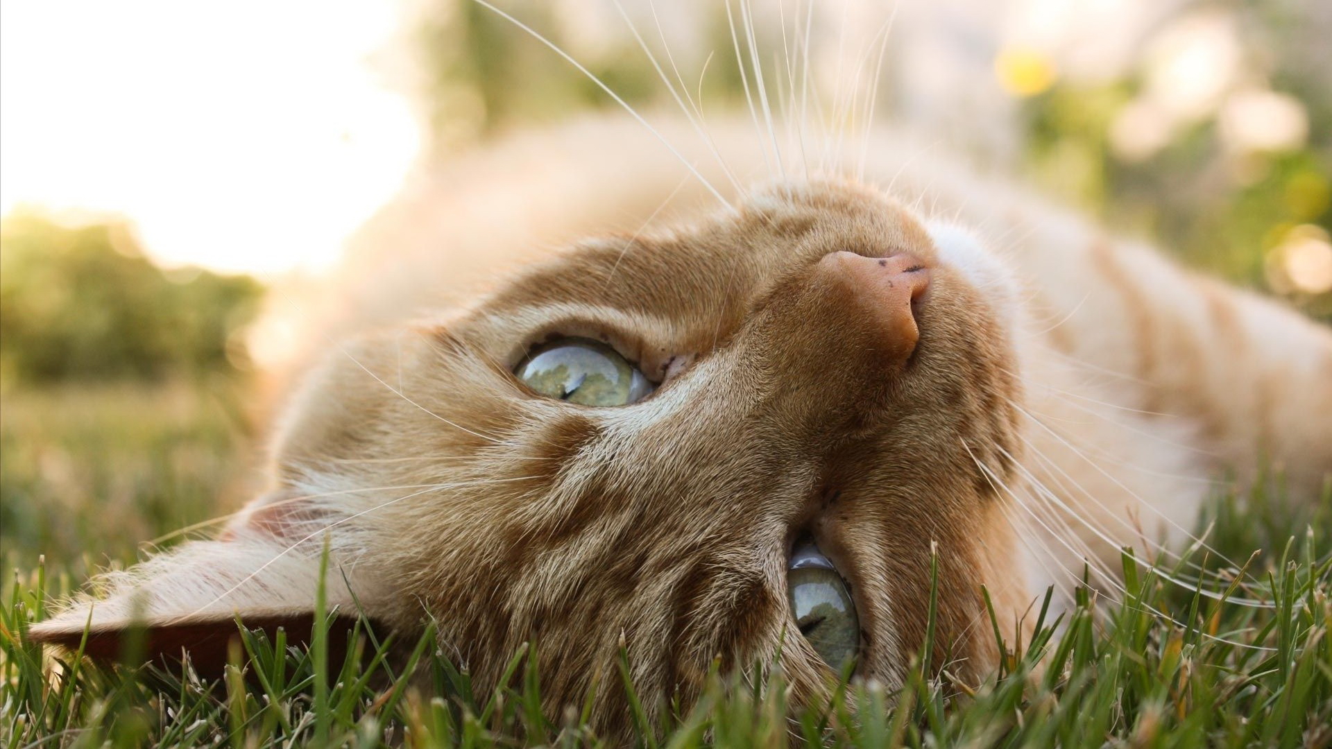 無料モバイル壁紙動物, ネコ, 猫をダウンロードします。