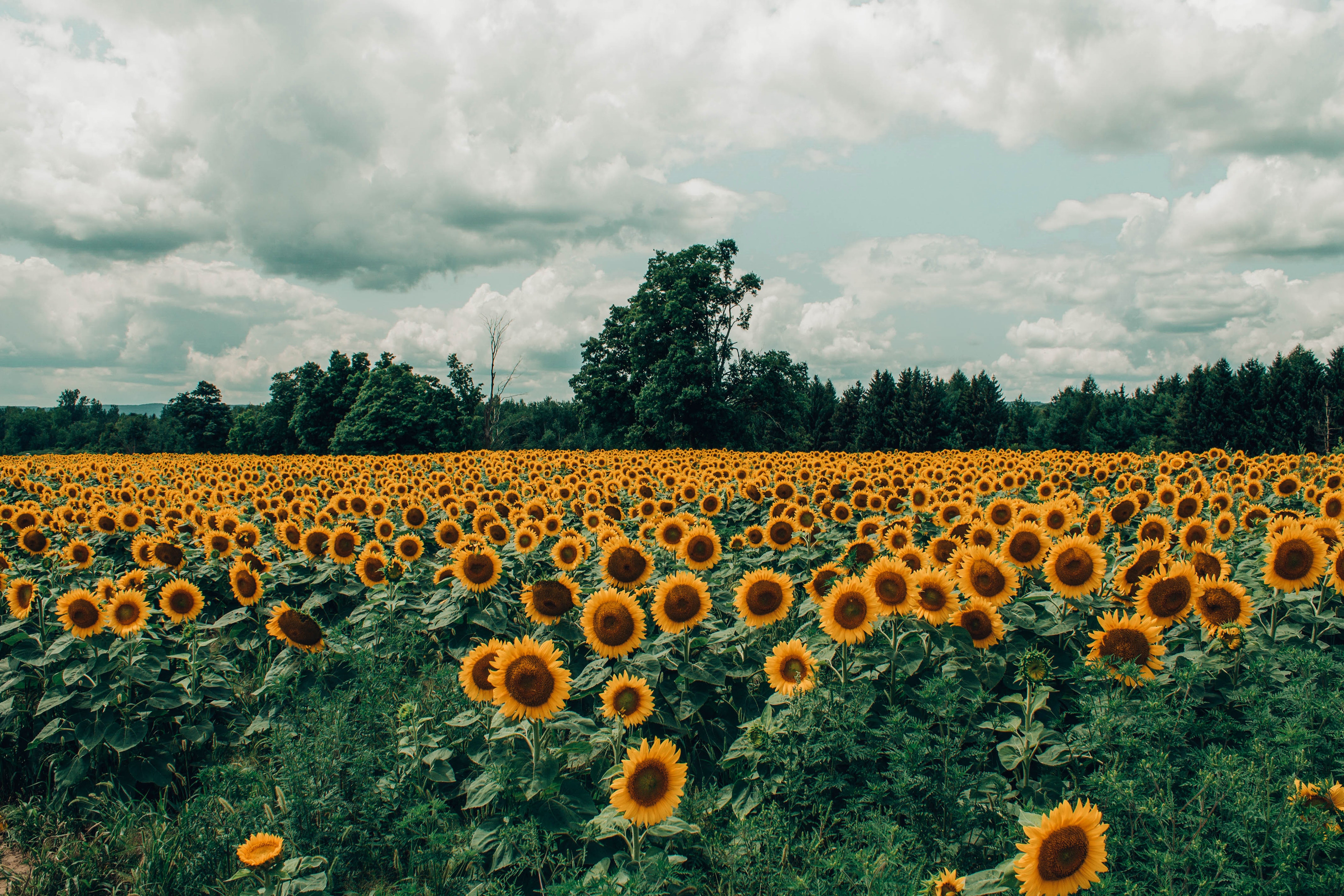 Download mobile wallpaper Nature, Flowers, Summer, Earth, Field, Sunflower, Yellow Flower for free.