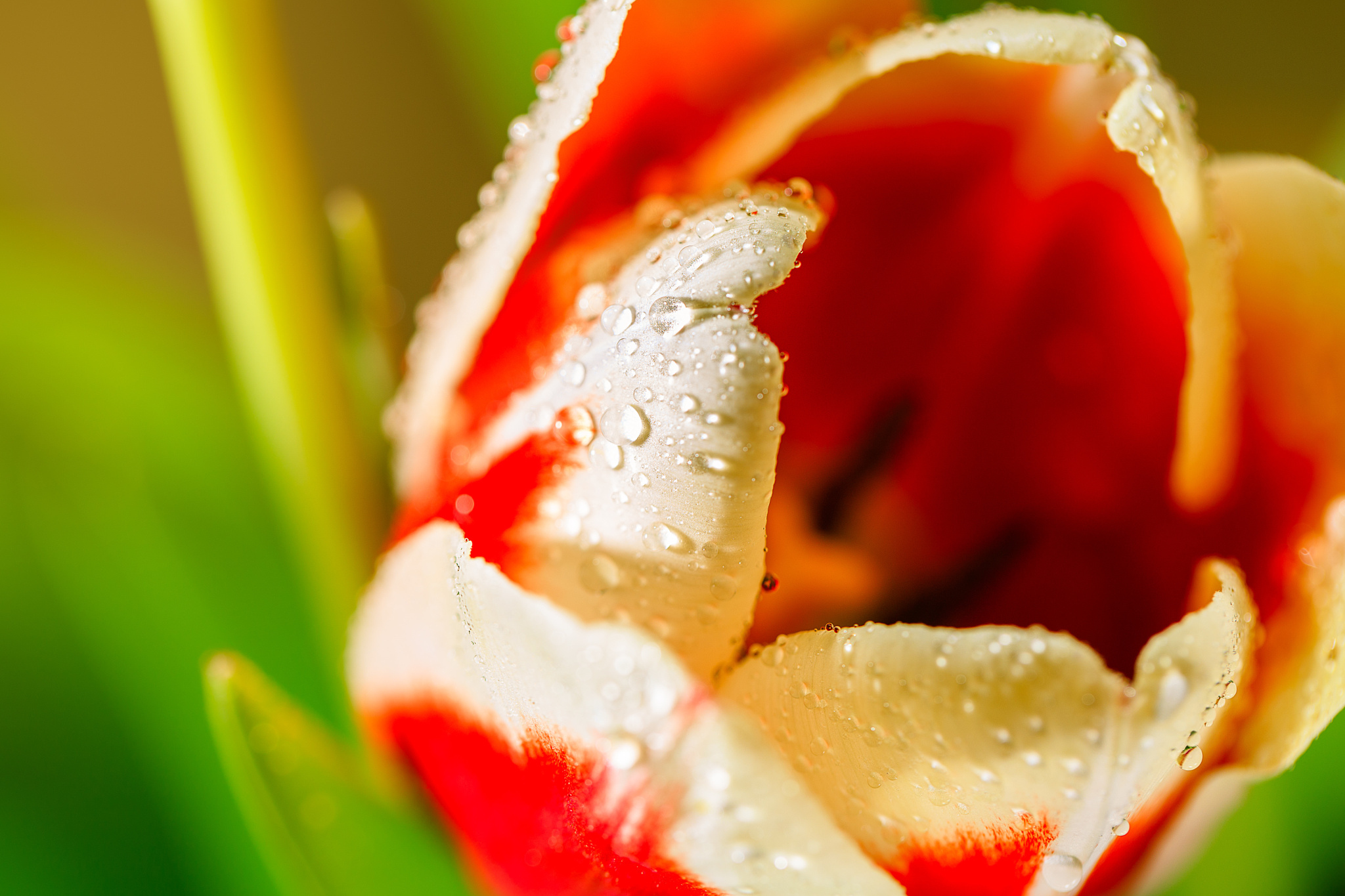 Handy-Wallpaper Blumen, Blume, Makro, Tulpe, Erde/natur kostenlos herunterladen.