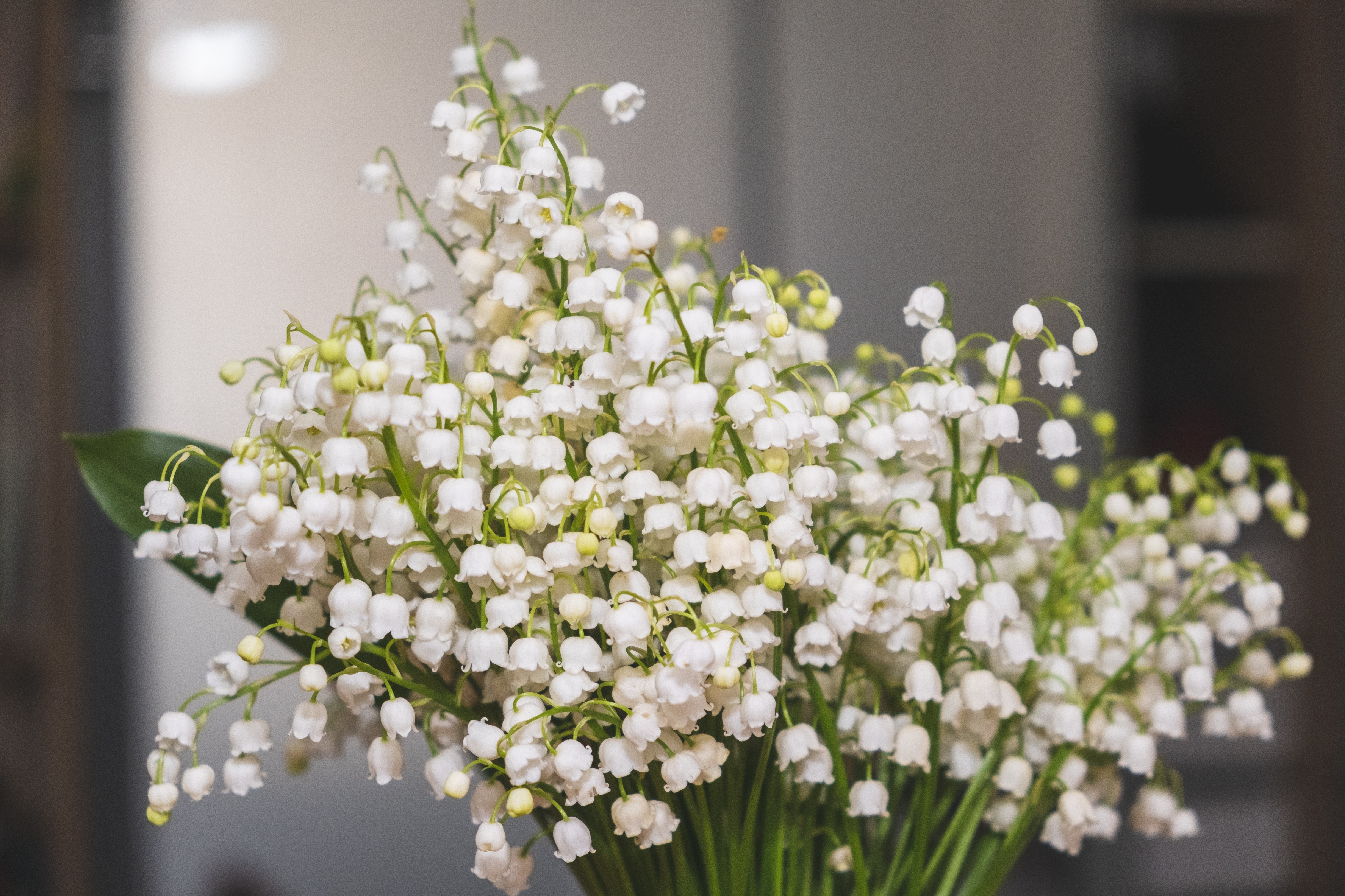 Handy-Wallpaper Maiglöckchen, Blume, Strauß, Weiße Blume, Menschengemacht kostenlos herunterladen.