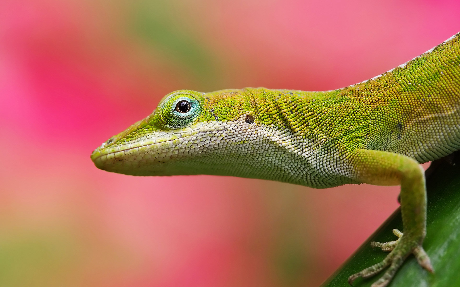 252609 descargar fondo de pantalla animales, lagarto, reptiles: protectores de pantalla e imágenes gratis