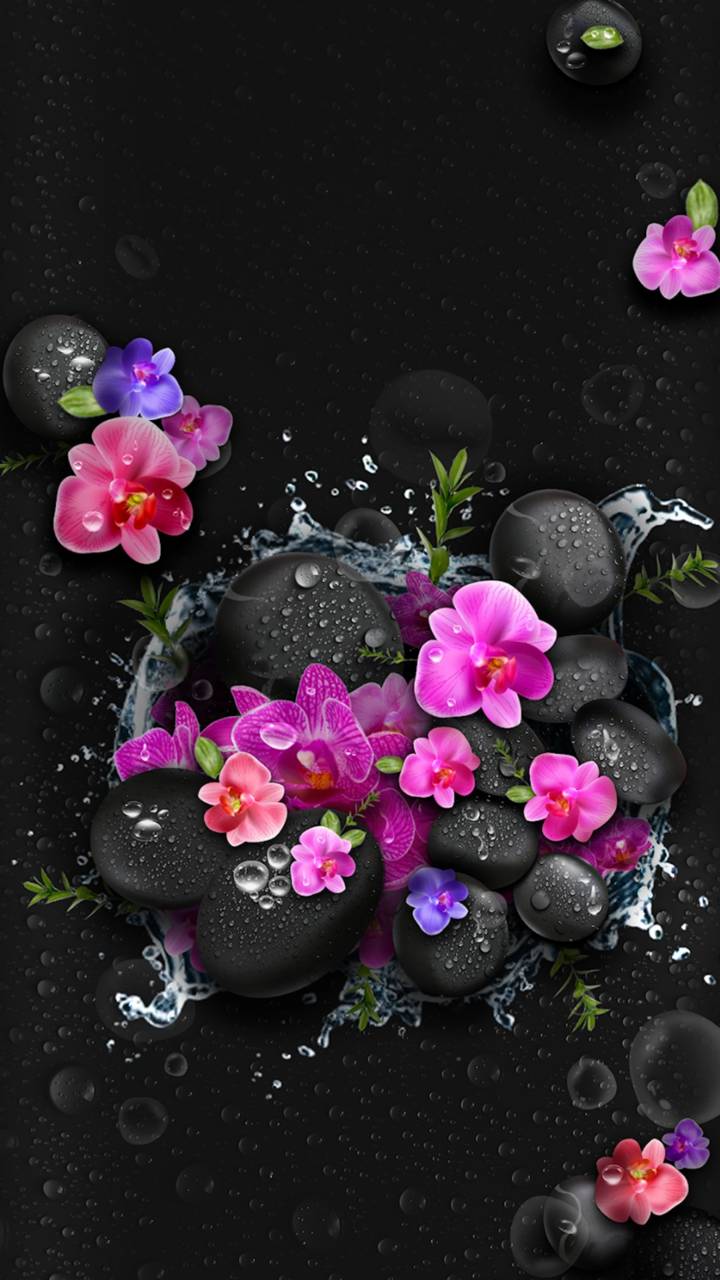 Download mobile wallpaper Flowers, Water, Earth, Stone, Orchid for free.