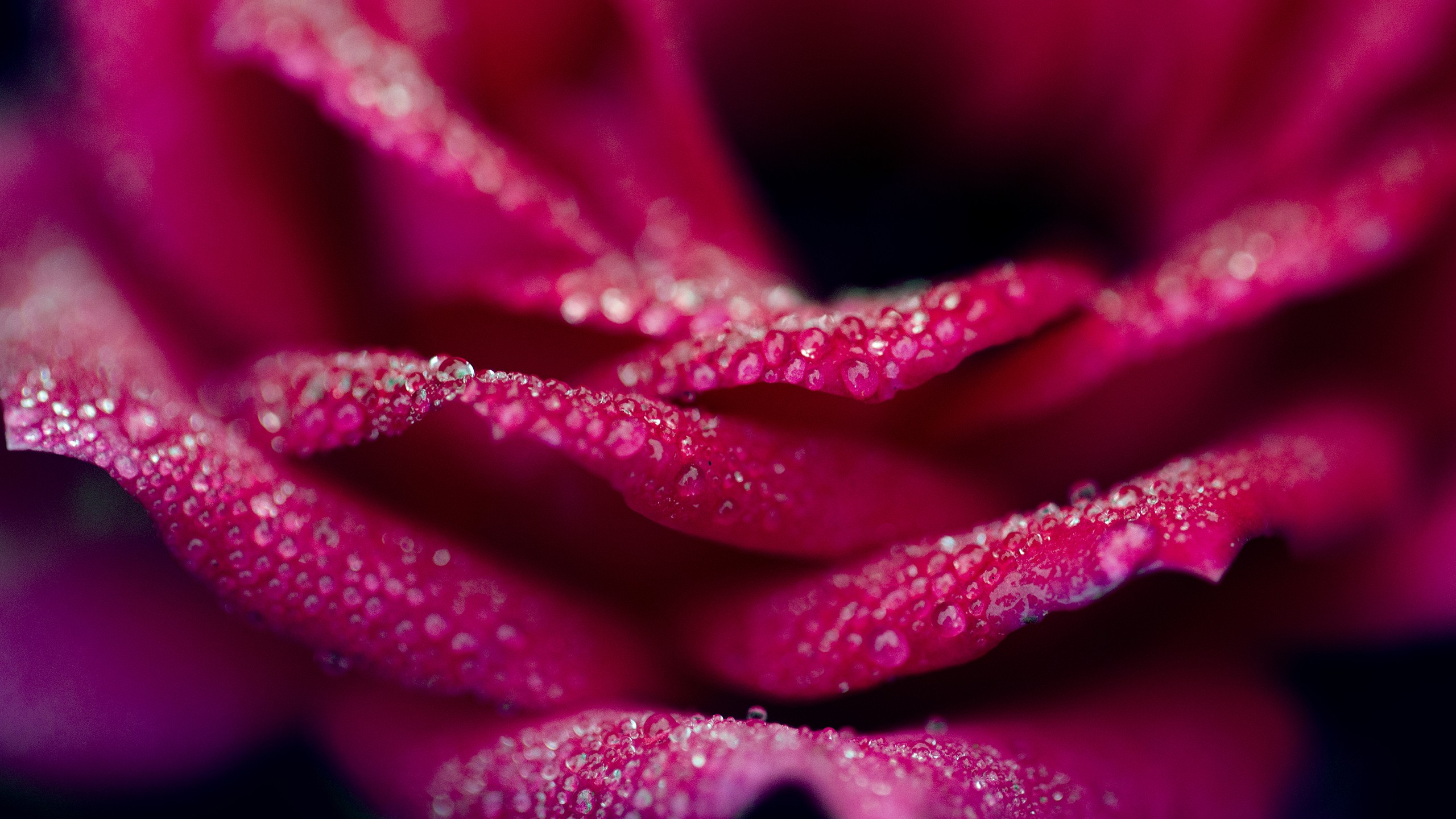 無料モバイル壁紙ピンク, 水滴, 大きい, 花弁, フラワーズ, 花, 薔薇, 地球をダウンロードします。
