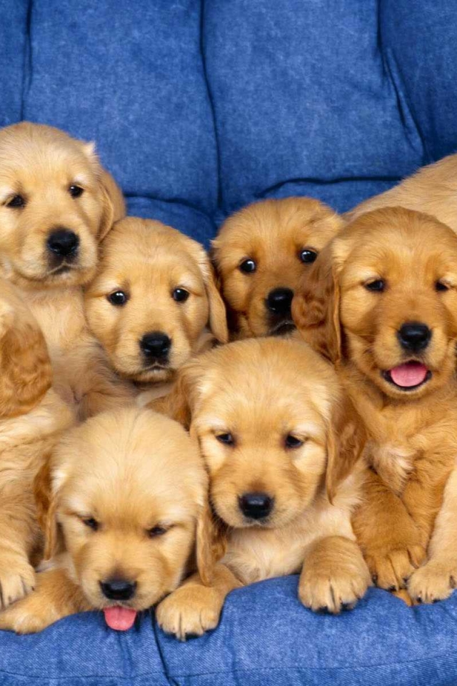 Download mobile wallpaper Dogs, Dog, Animal, Golden Retriever for free.