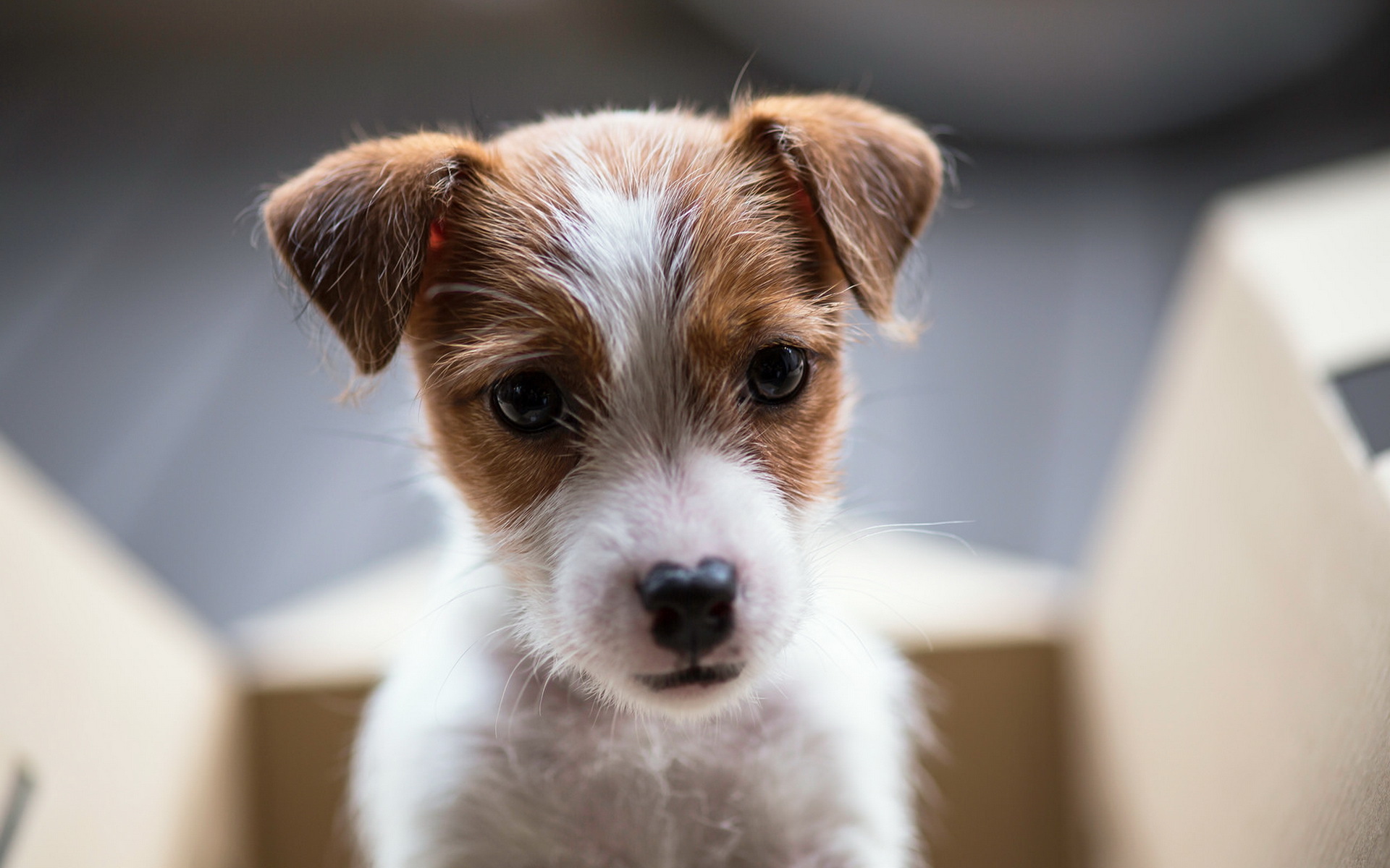 Téléchargez gratuitement l'image Animaux, Chiens, Chiot sur le bureau de votre PC