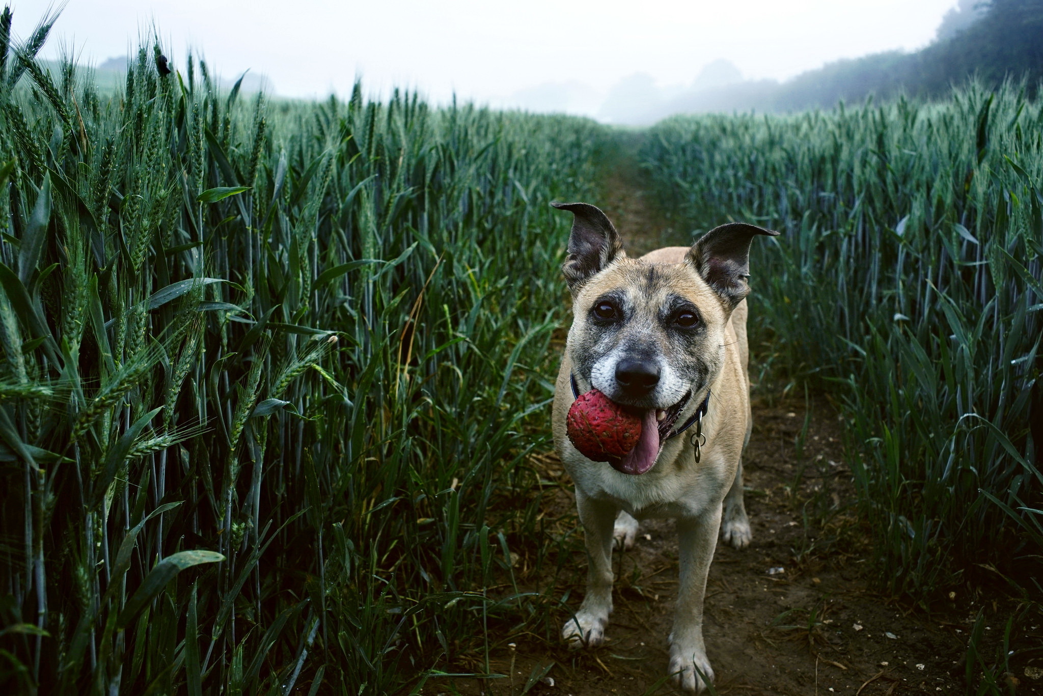 Download mobile wallpaper Dogs, Wheat, Dog, Field, Animal for free.