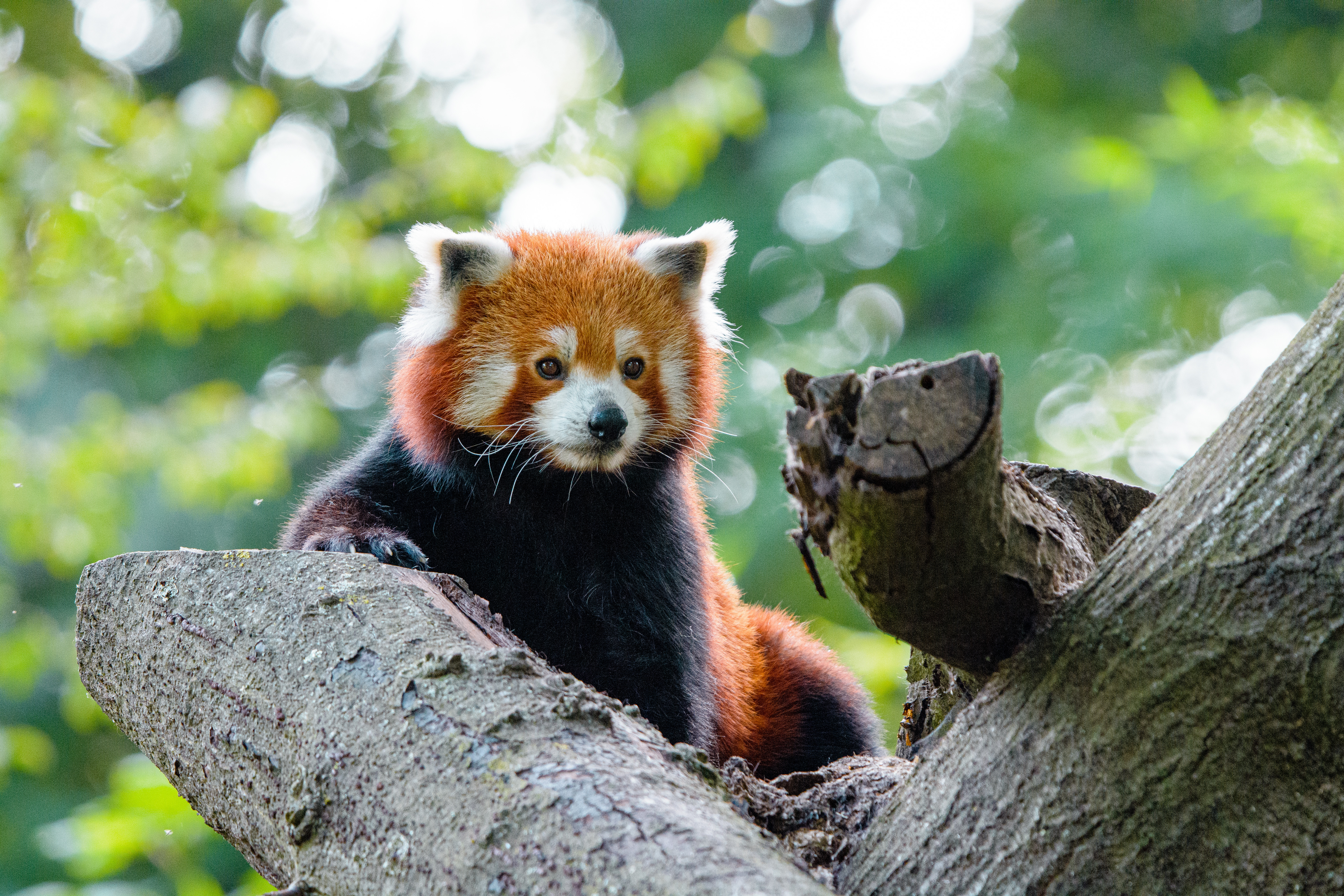 red panda, animals, wood, tree, nice, sweetheart, panda 4K