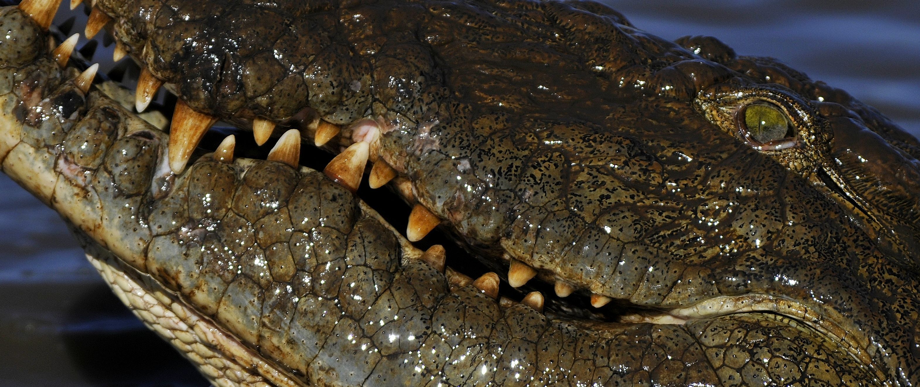Download mobile wallpaper Close Up, Animal, Reptiles, Crocodile for free.