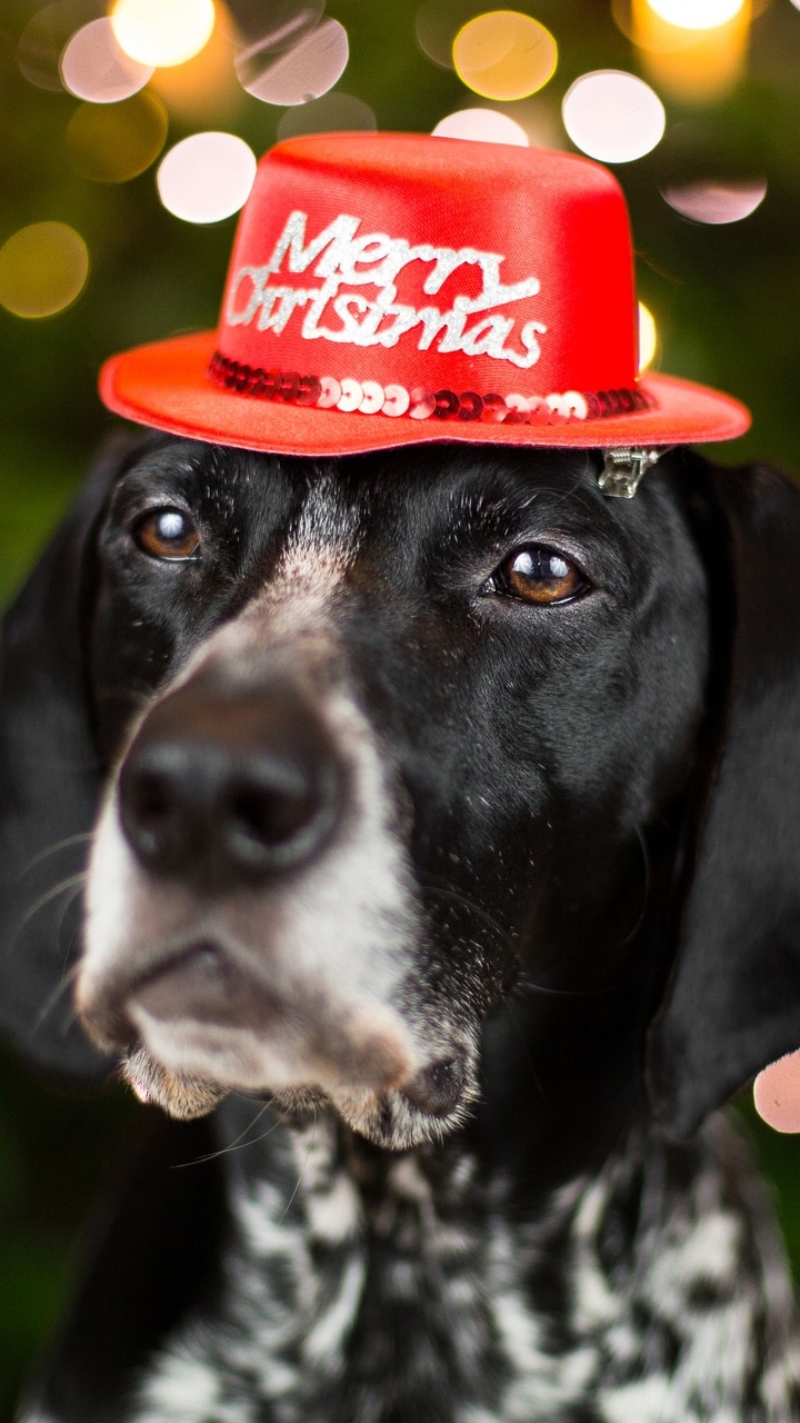 Download mobile wallpaper Dogs, Dog, Animal, Bokeh, Merry Christmas for free.