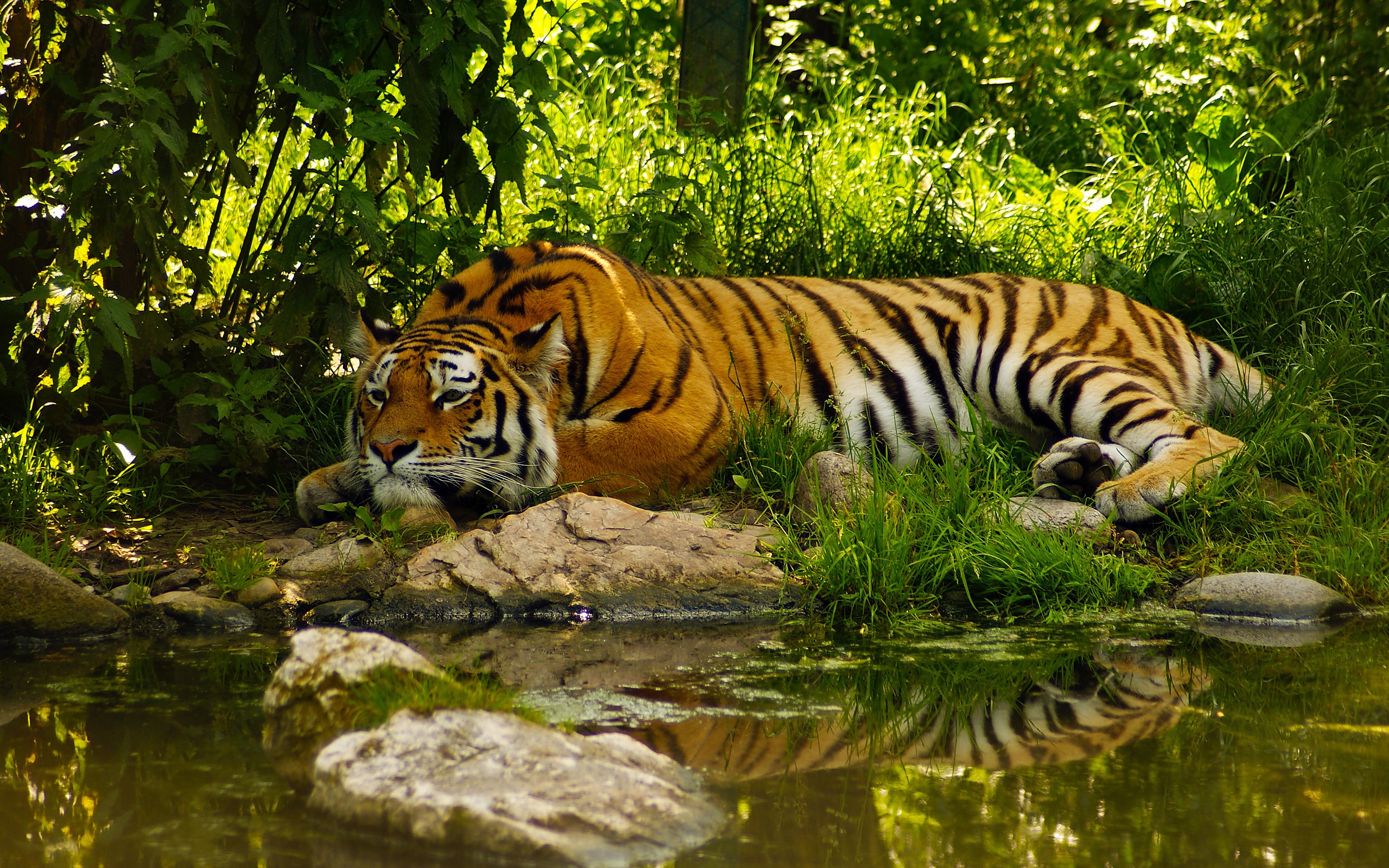 Download mobile wallpaper Cats, Animal, Tiger, Reflection for free.