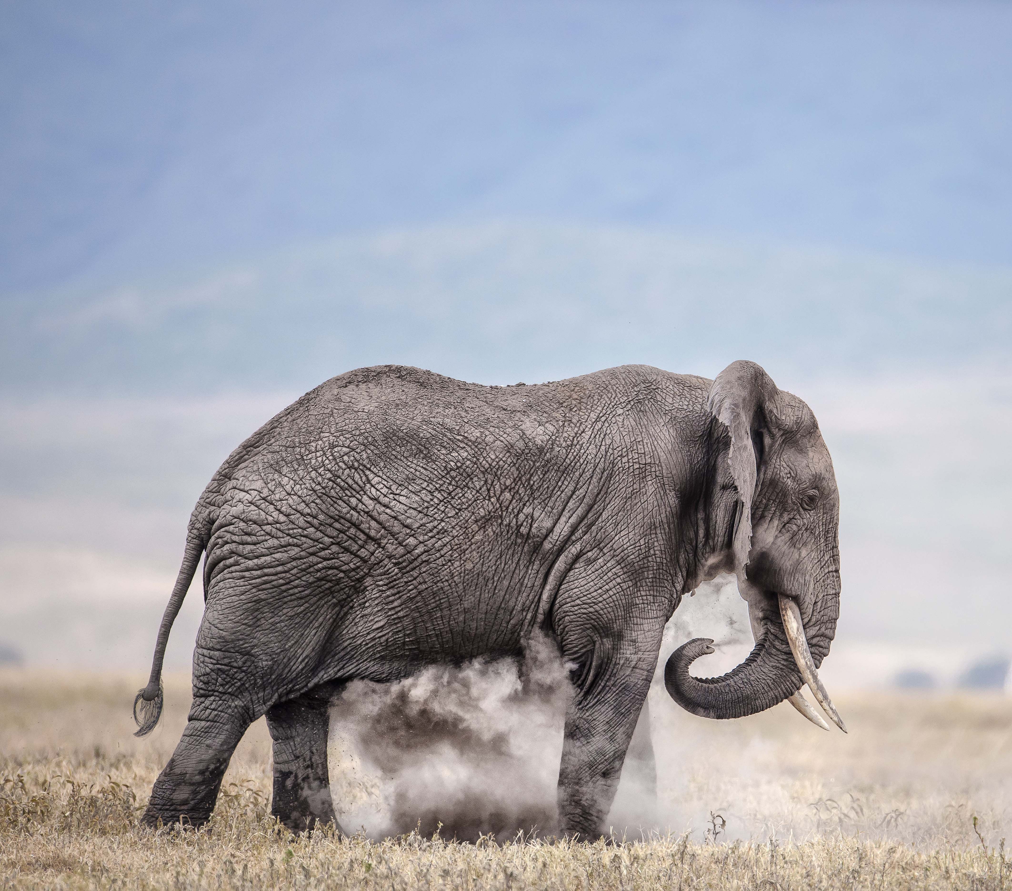 PCデスクトップに動物, アフリカゾウ, ゾウ画像を無料でダウンロード