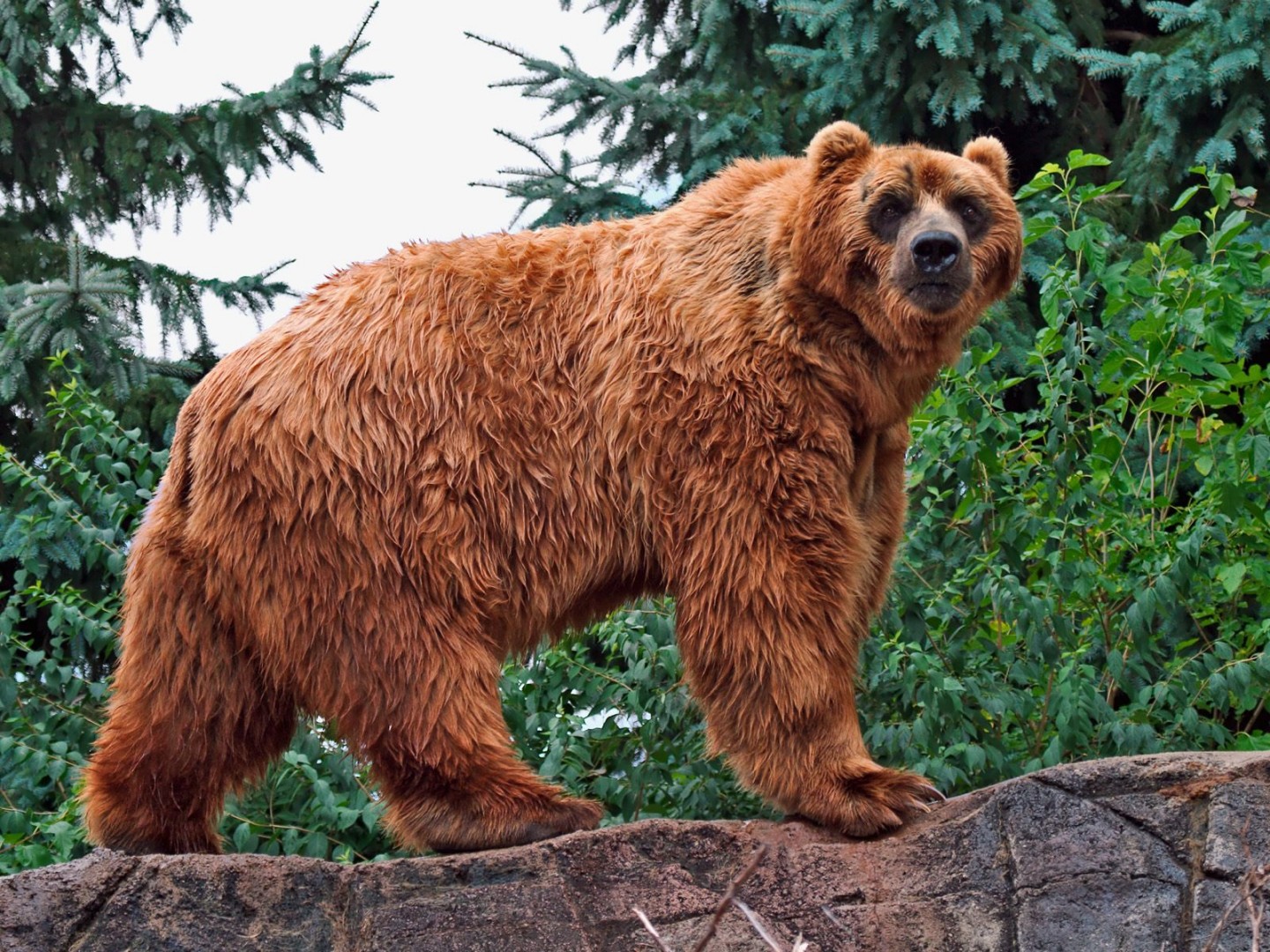 Die besten Kodiak Bär-Hintergründe für den Telefonbildschirm