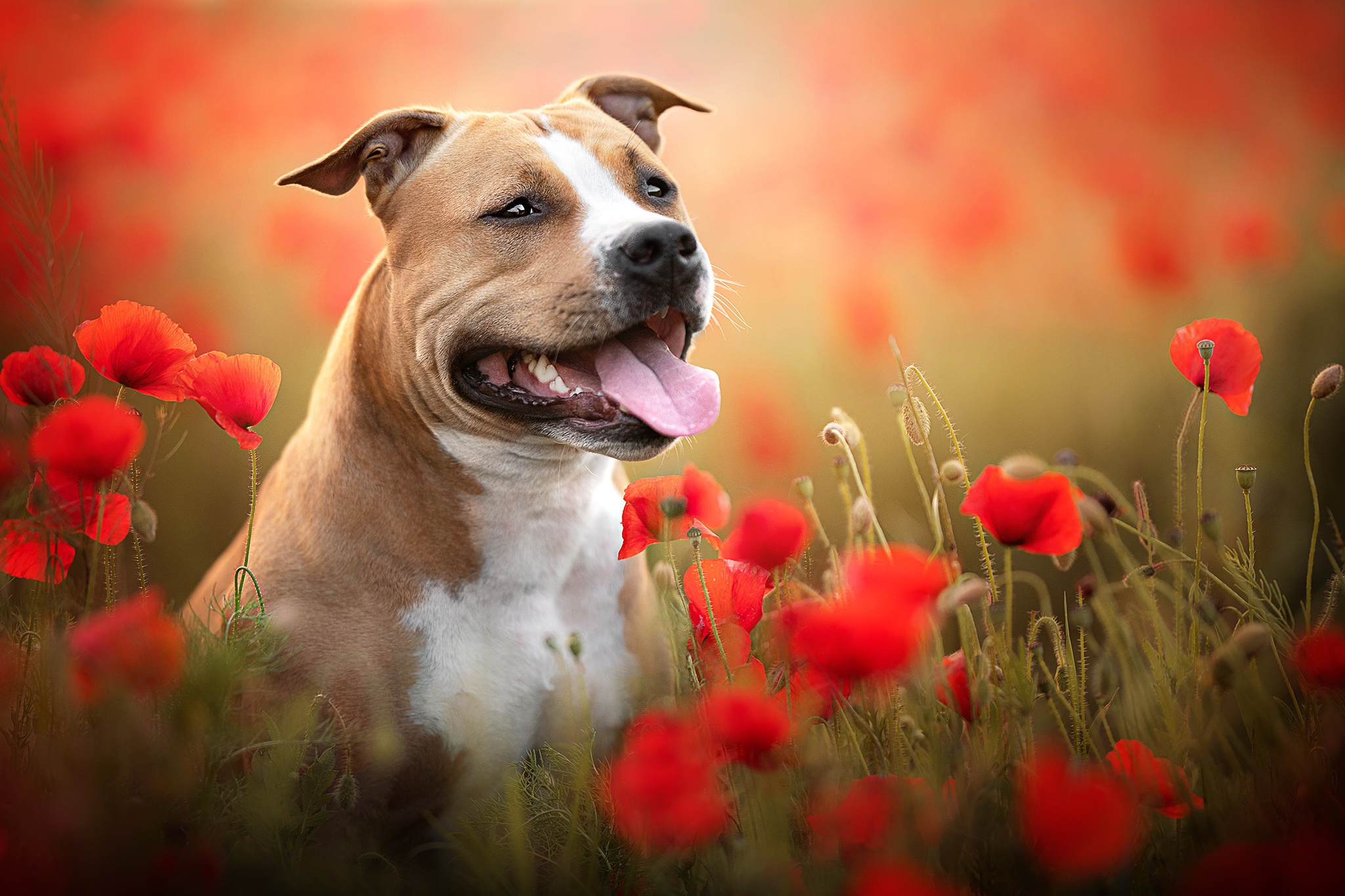 465541壁紙のダウンロード動物, ブルテリア, 犬, ポピー, 赤い花-スクリーンセーバーと写真を無料で