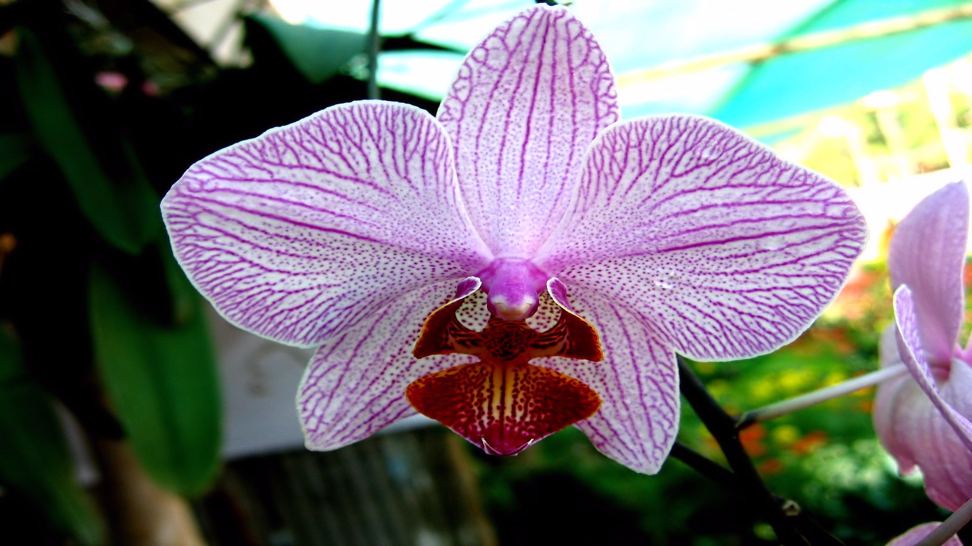 Free download wallpaper Flowers, Earth, Orchid on your PC desktop