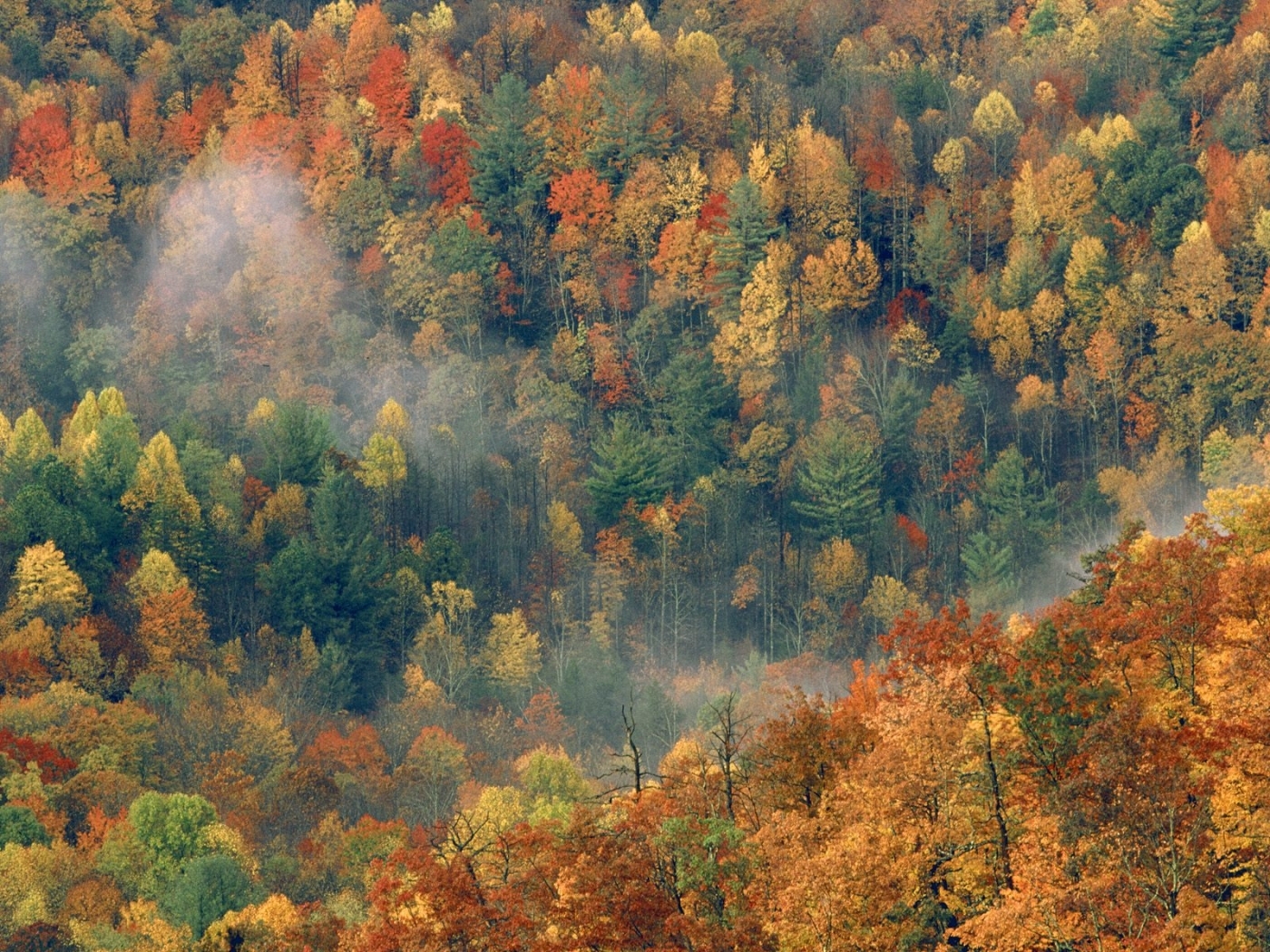 無料モバイル壁紙風景, 秋, 木をダウンロードします。