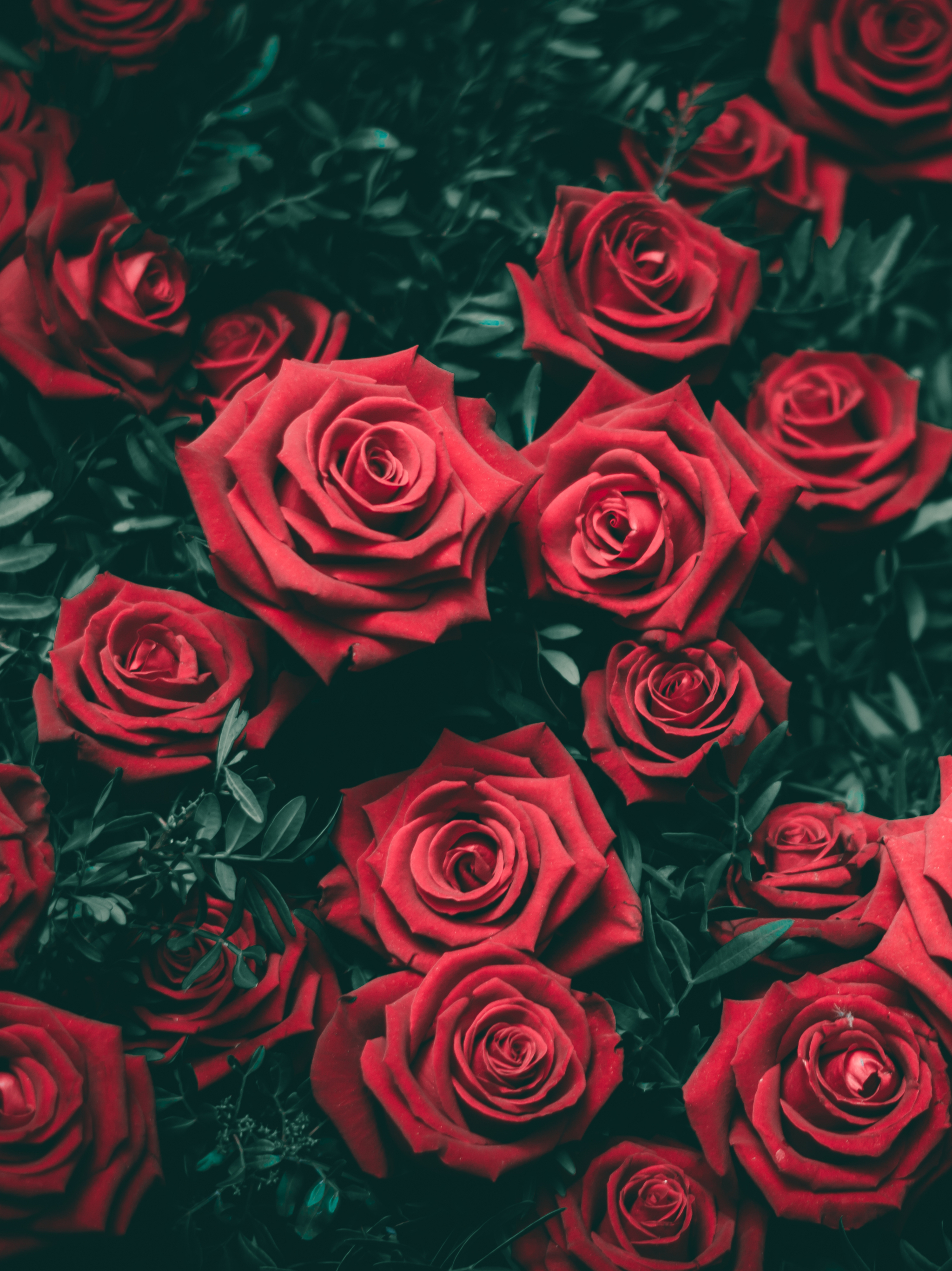 Download mobile wallpaper Flowers, Rose, Earth, Red Rose, Red Flower for free.