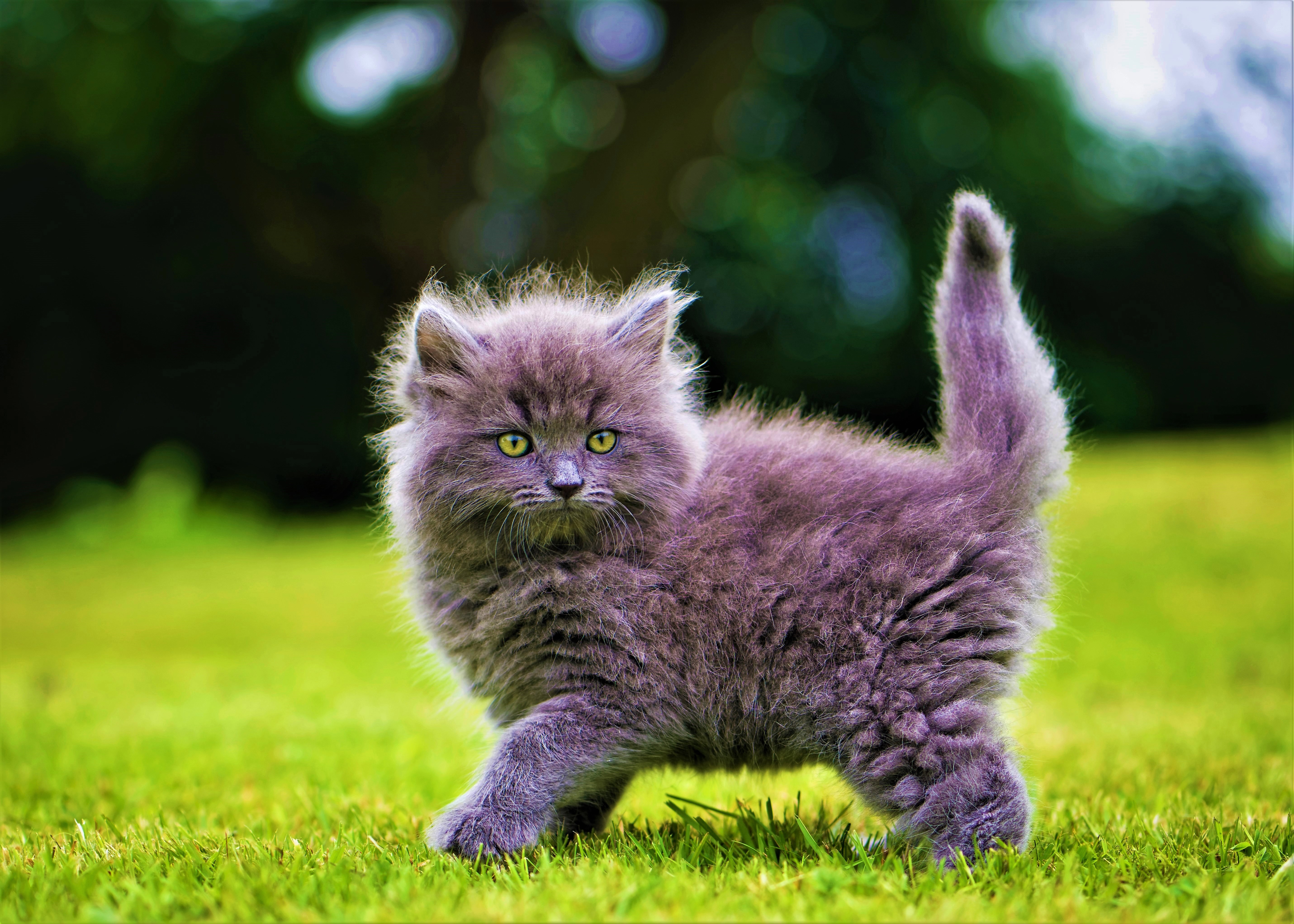 Laden Sie das Tiere, Katzen, Katze, Flauschige, Kätzchen, Süß, Bokeh-Bild kostenlos auf Ihren PC-Desktop herunter