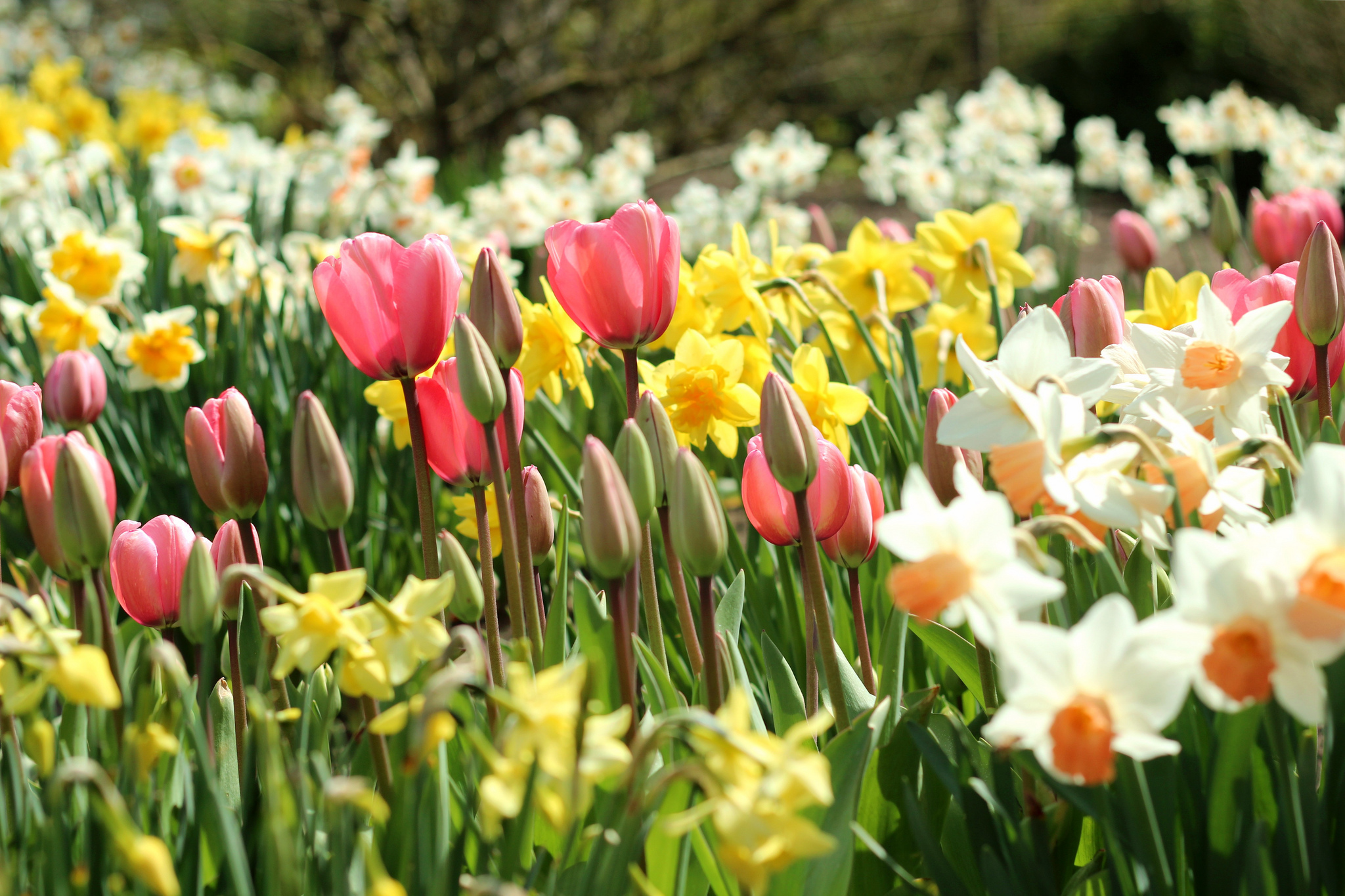 Handy-Wallpaper Blumen, Narzissen, Blume, Knospe, Frühling, Tulpe, Gelbe Blume, Weiße Blume, Erde/natur, Pinke Blume kostenlos herunterladen.