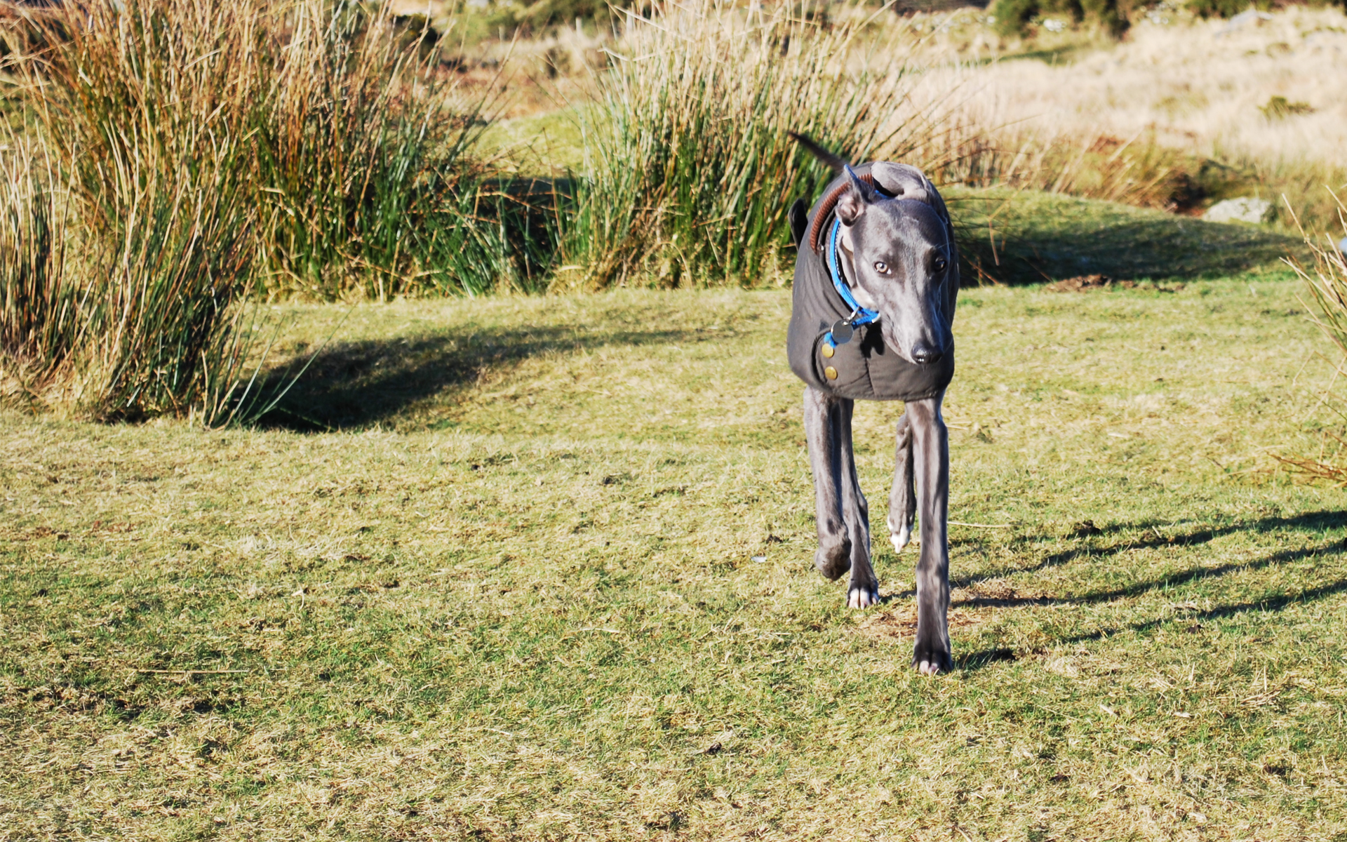 Baixe gratuitamente a imagem Animais, Cães, Cão na área de trabalho do seu PC