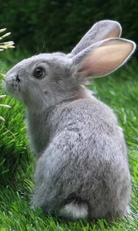 無料モバイル壁紙動物, うさぎをダウンロードします。