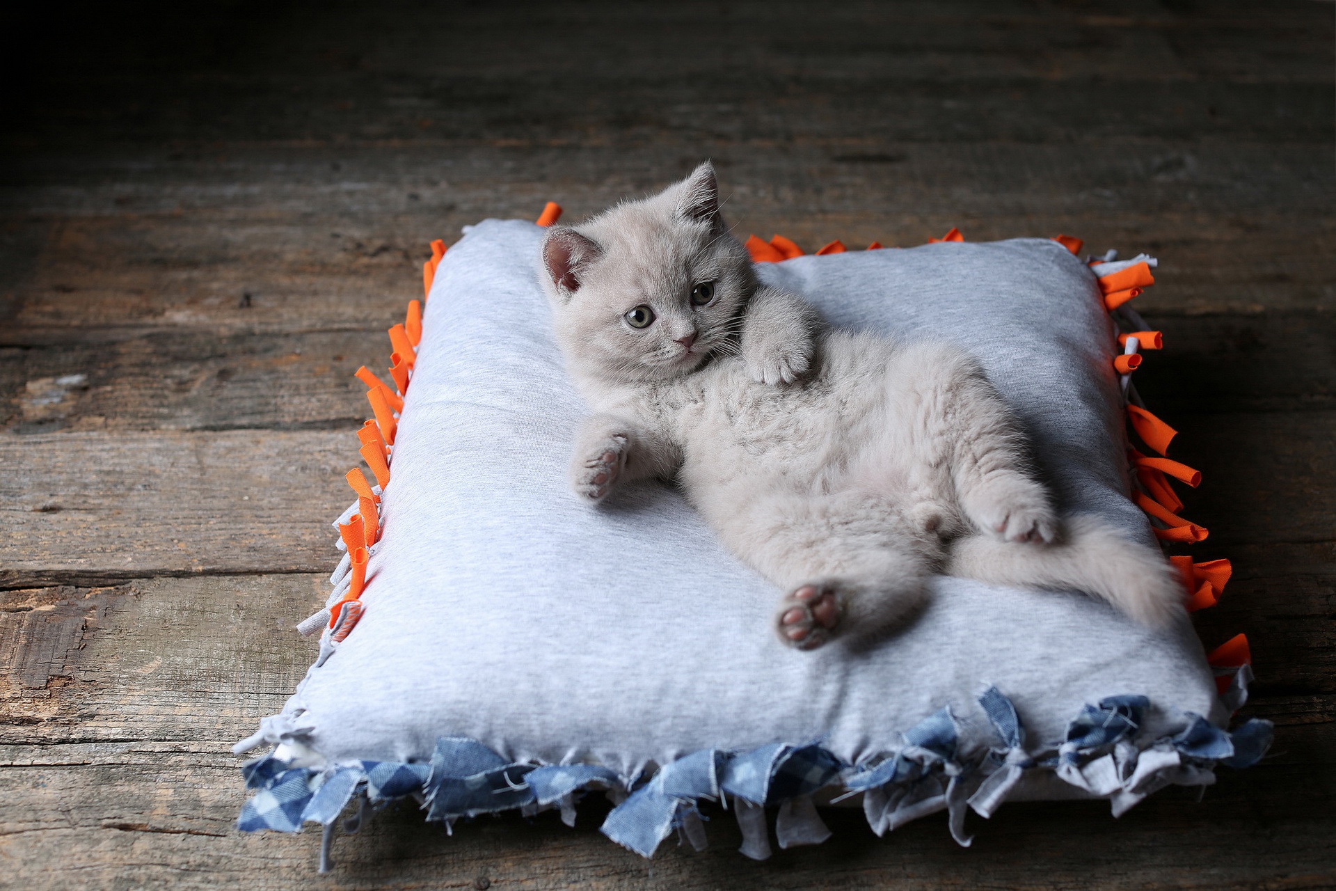 Download mobile wallpaper Kitten, Baby Animal, Cat, Cats, Animal for free.