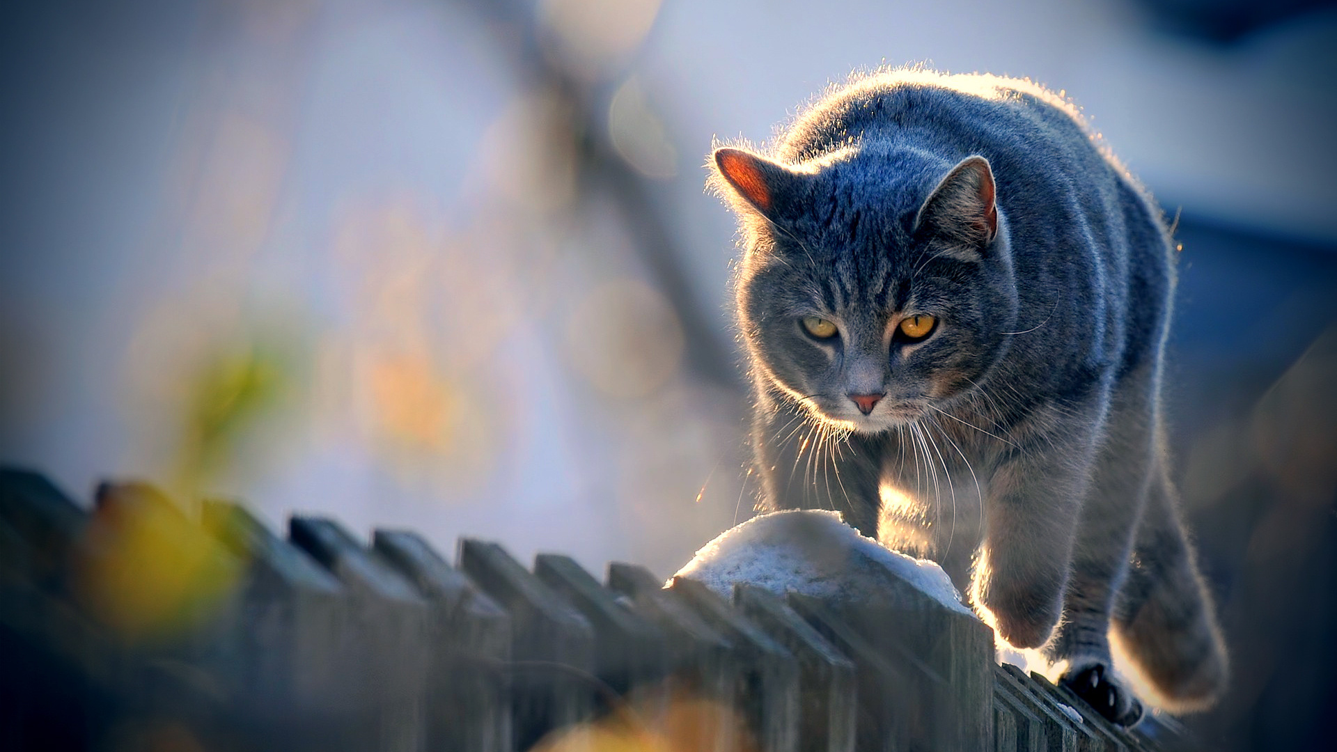 Baixar papel de parede para celular de Animais, Gato gratuito.