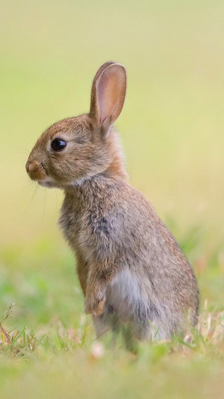 Download mobile wallpaper Animal, Hare for free.