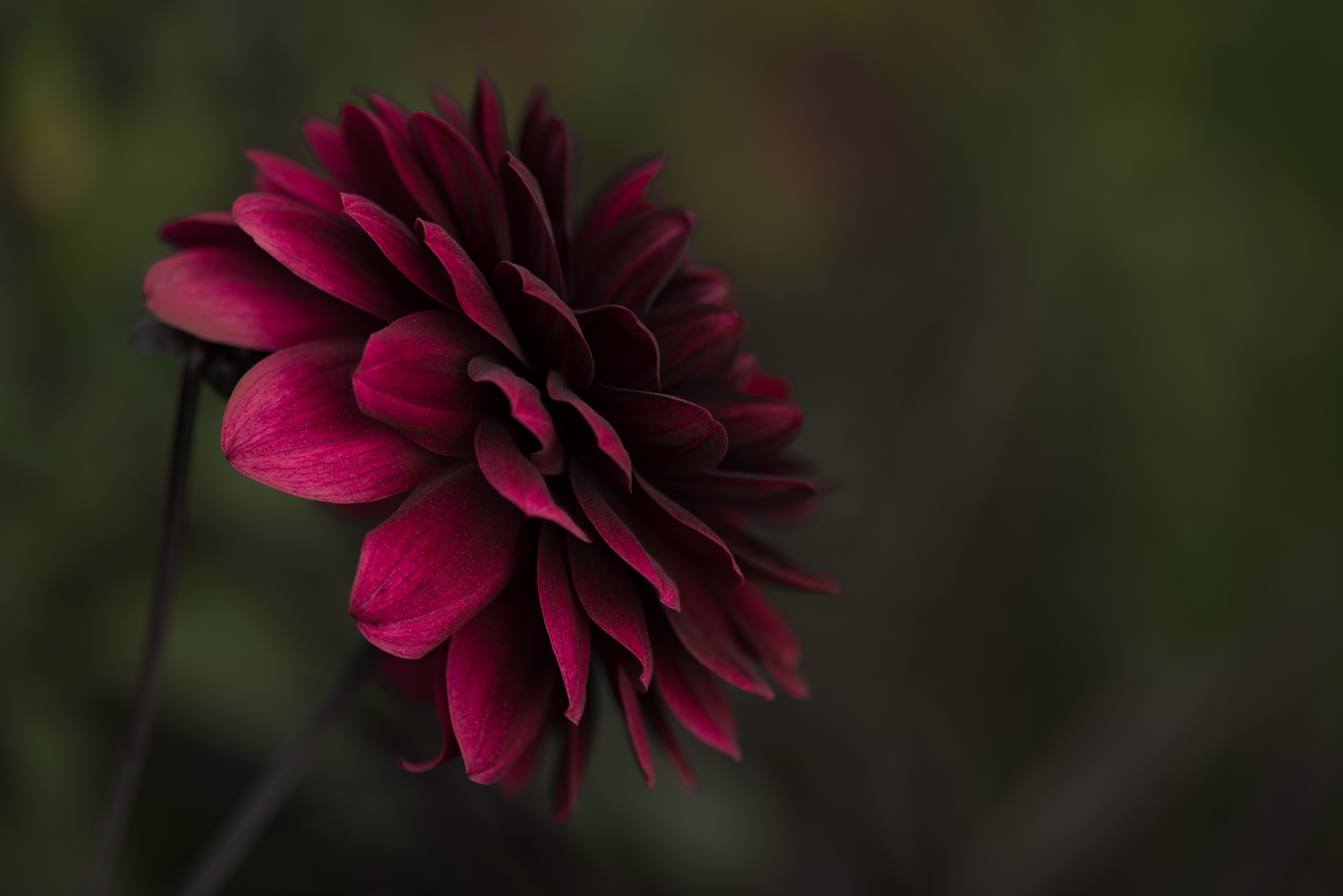 Téléchargez gratuitement l'image Fleurs, Fleur, Fleur Mauve, La Nature, Terre/nature sur le bureau de votre PC