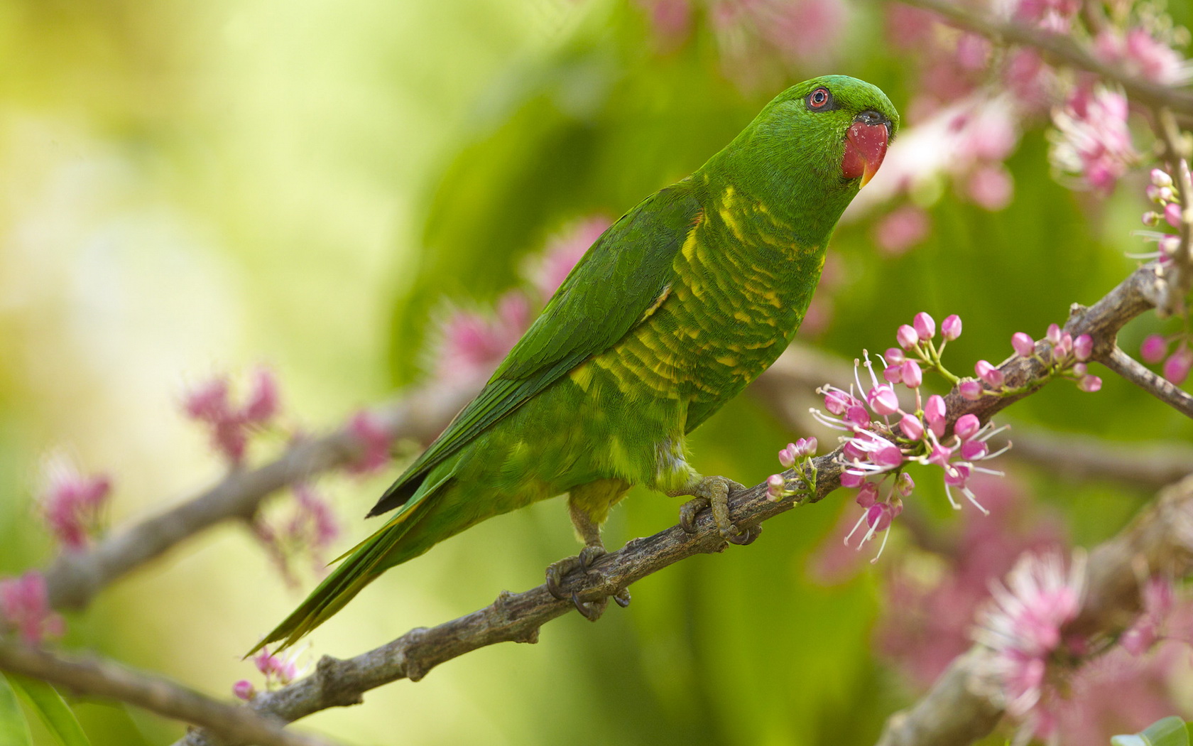 Descarga gratuita de fondo de pantalla para móvil de Animales, Aves, Ave.