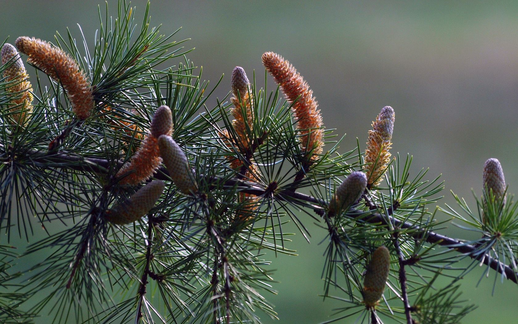 nature, cones, needle, pine, conifers, coniferous, branch, needles Full HD