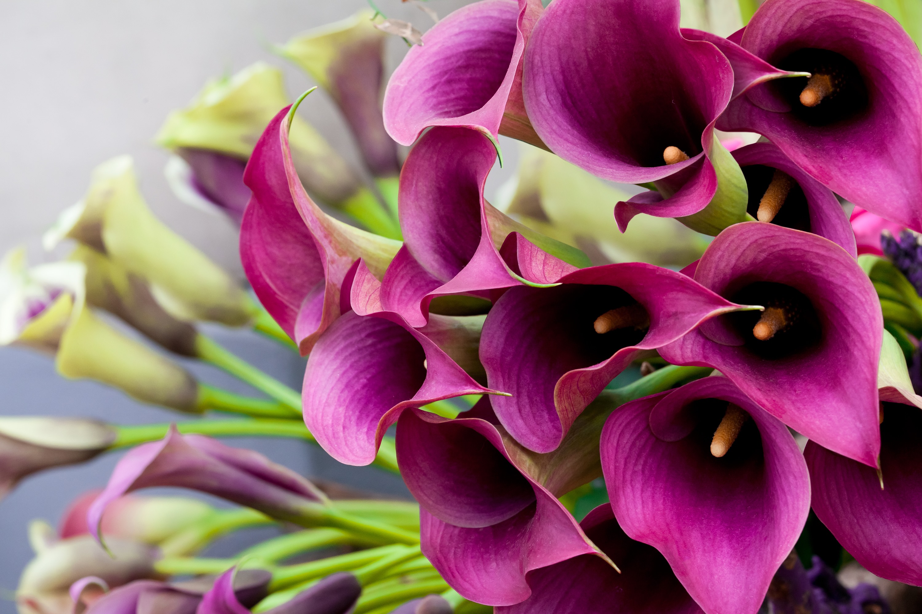 411370 скачать обои флауэрсы, земля/природа, калла лили, цветок, розовый цветок - заставки и картинки бесплатно