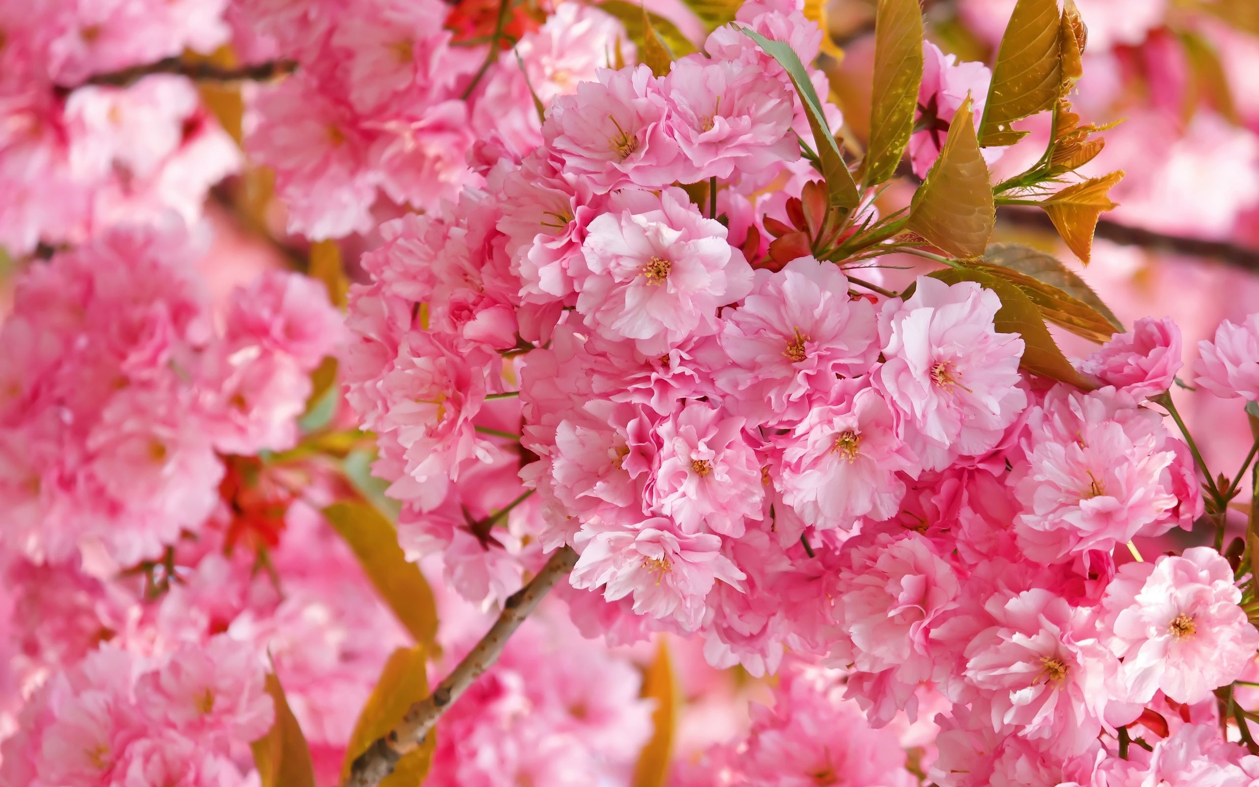 Download mobile wallpaper Flowers, Flower, Close Up, Earth, Cherry Blossom, Blossom, Pink Flower for free.