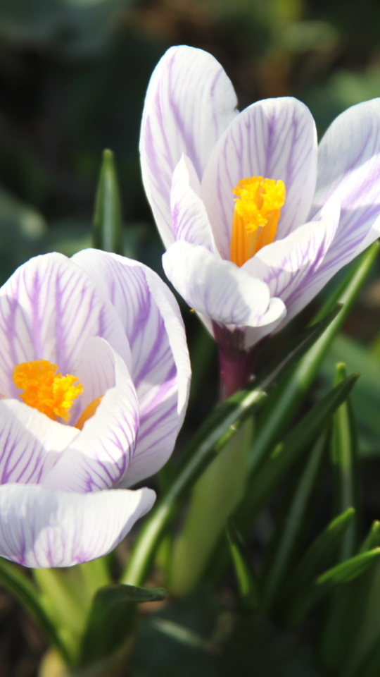 Download mobile wallpaper Flowers, Flower, Earth, Crocus for free.