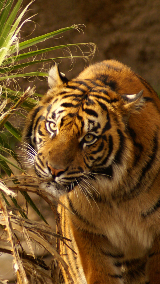 Baixar papel de parede para celular de Animais, Gatos, Tigre gratuito.