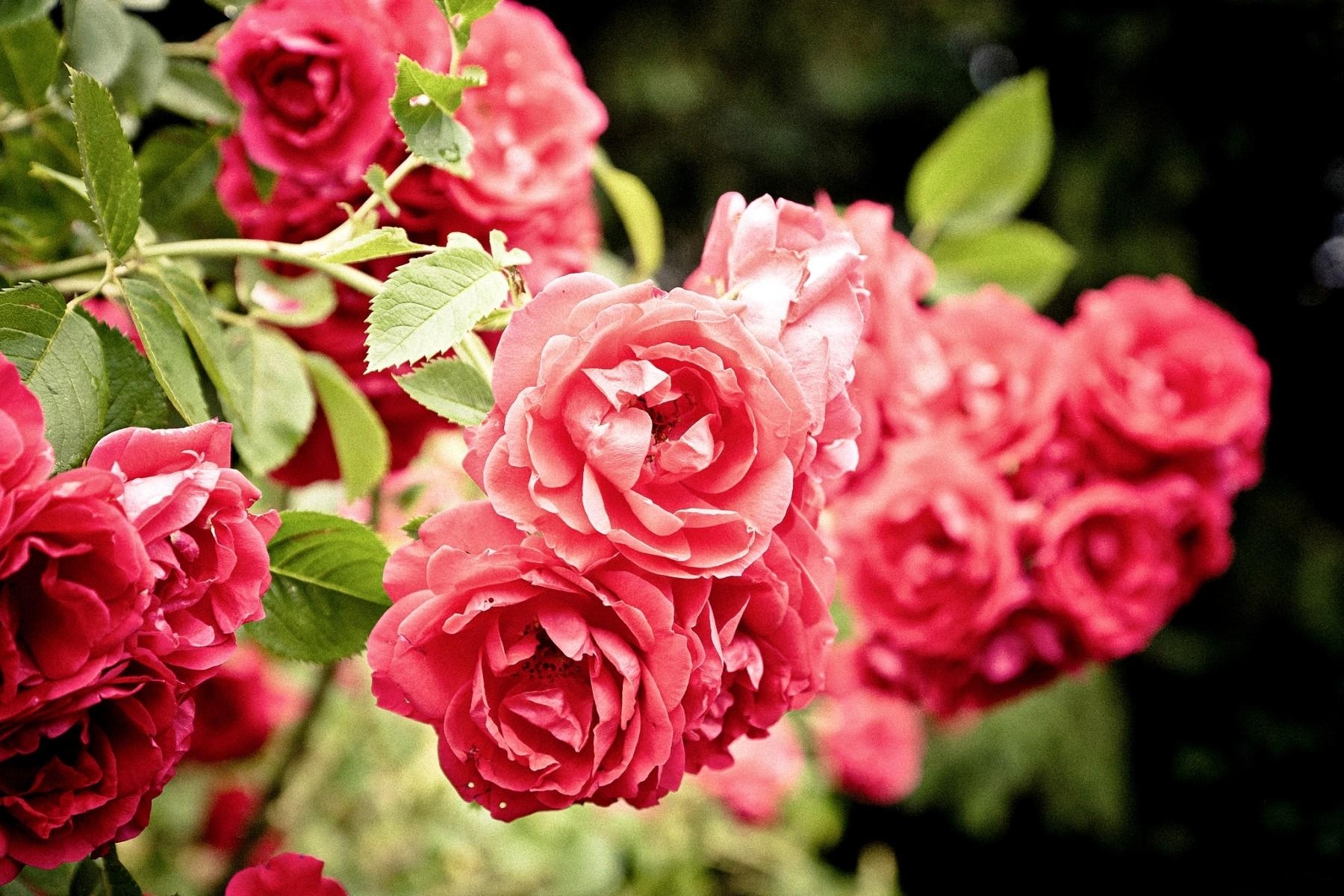 Download mobile wallpaper Bush, Close Up, Flowers, Roses for free.