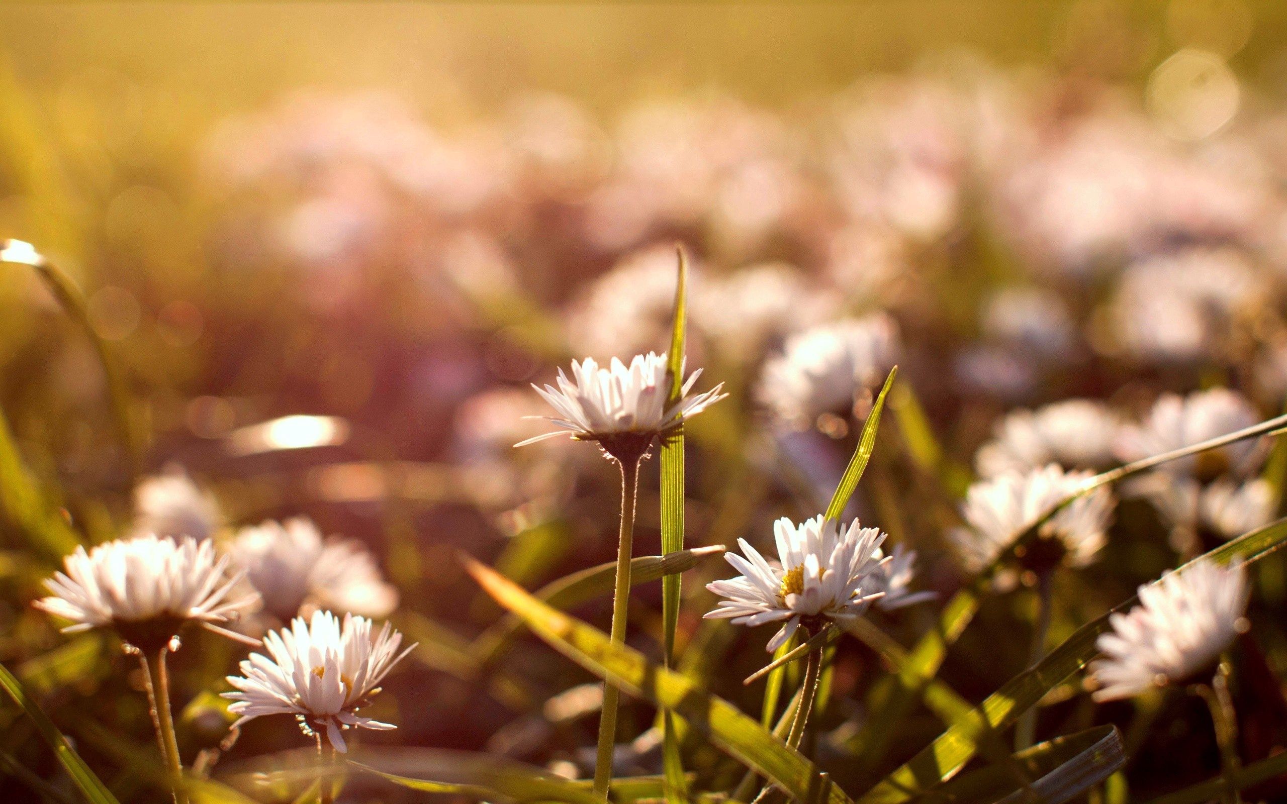 Download mobile wallpaper Field, Macro, Grass, Glare, Flowers for free.