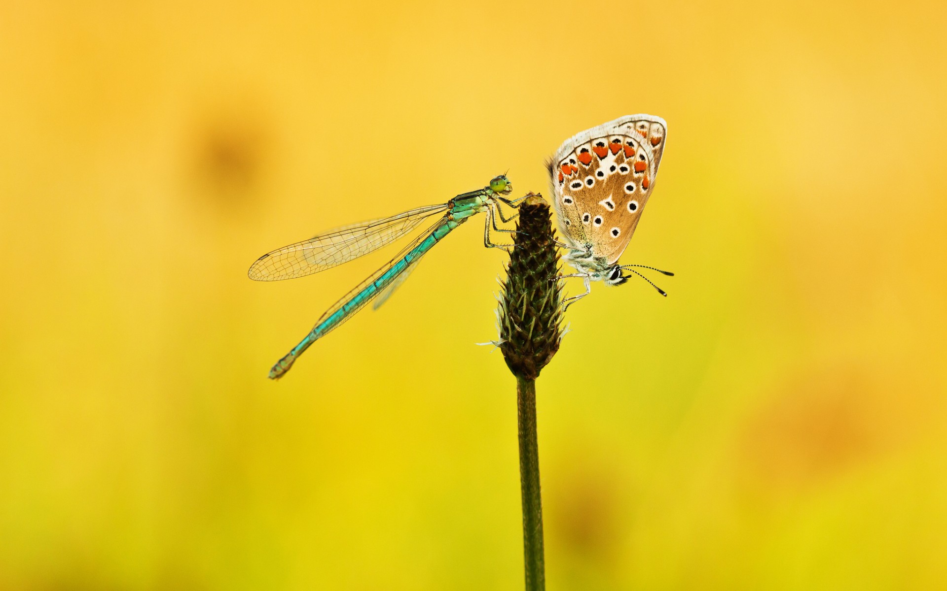 Descarga gratis la imagen Animales, Insecto, Mariposa, Libélula en el escritorio de tu PC