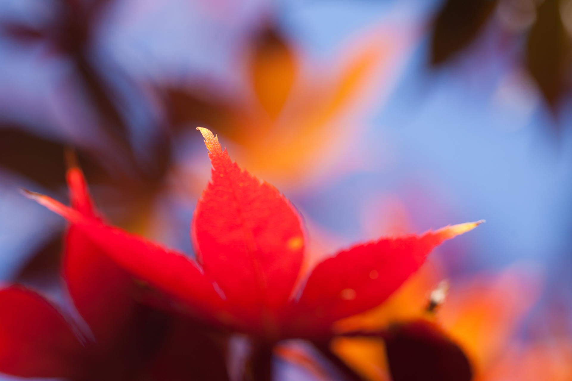 150781画像をダウンロード秋, 葉, オレンジ, 大きい, マクロ, 明るい, ぼやけ, 滑らか, シート, メープル, 楓-壁紙とスクリーンセーバーを無料で
