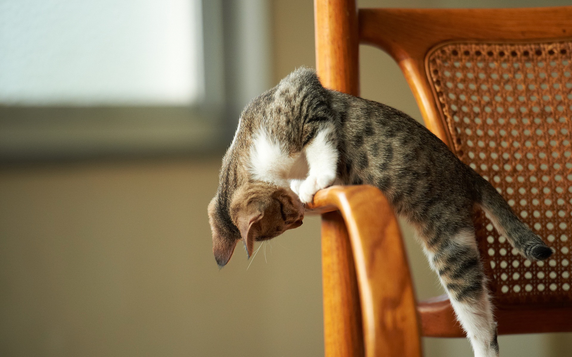 Baixe gratuitamente a imagem Animais, Gatos, Gato na área de trabalho do seu PC