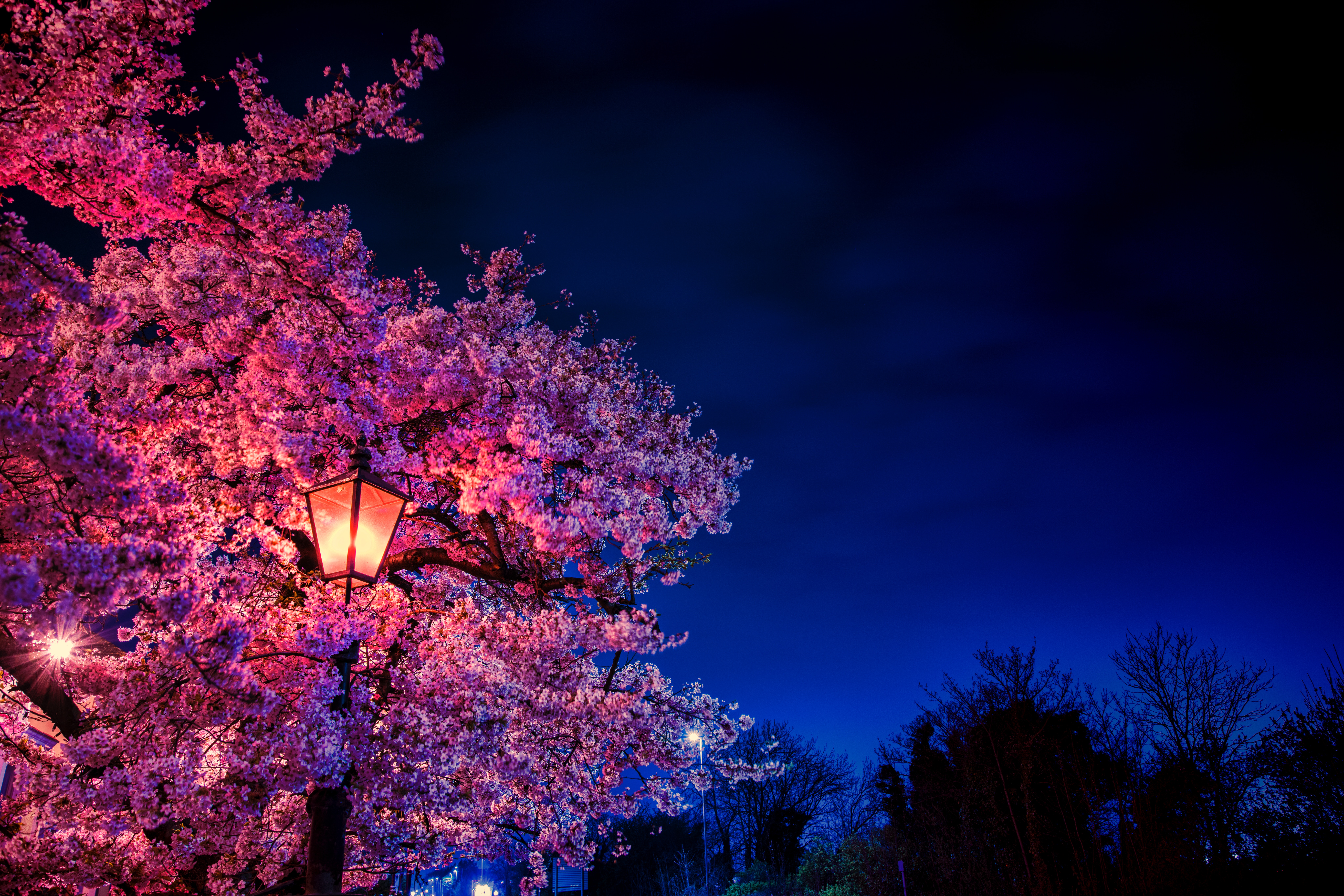155481 télécharger l'image printemps, fleurs, sakura, soir, source, lampe, lanterne - fonds d'écran et économiseurs d'écran gratuits