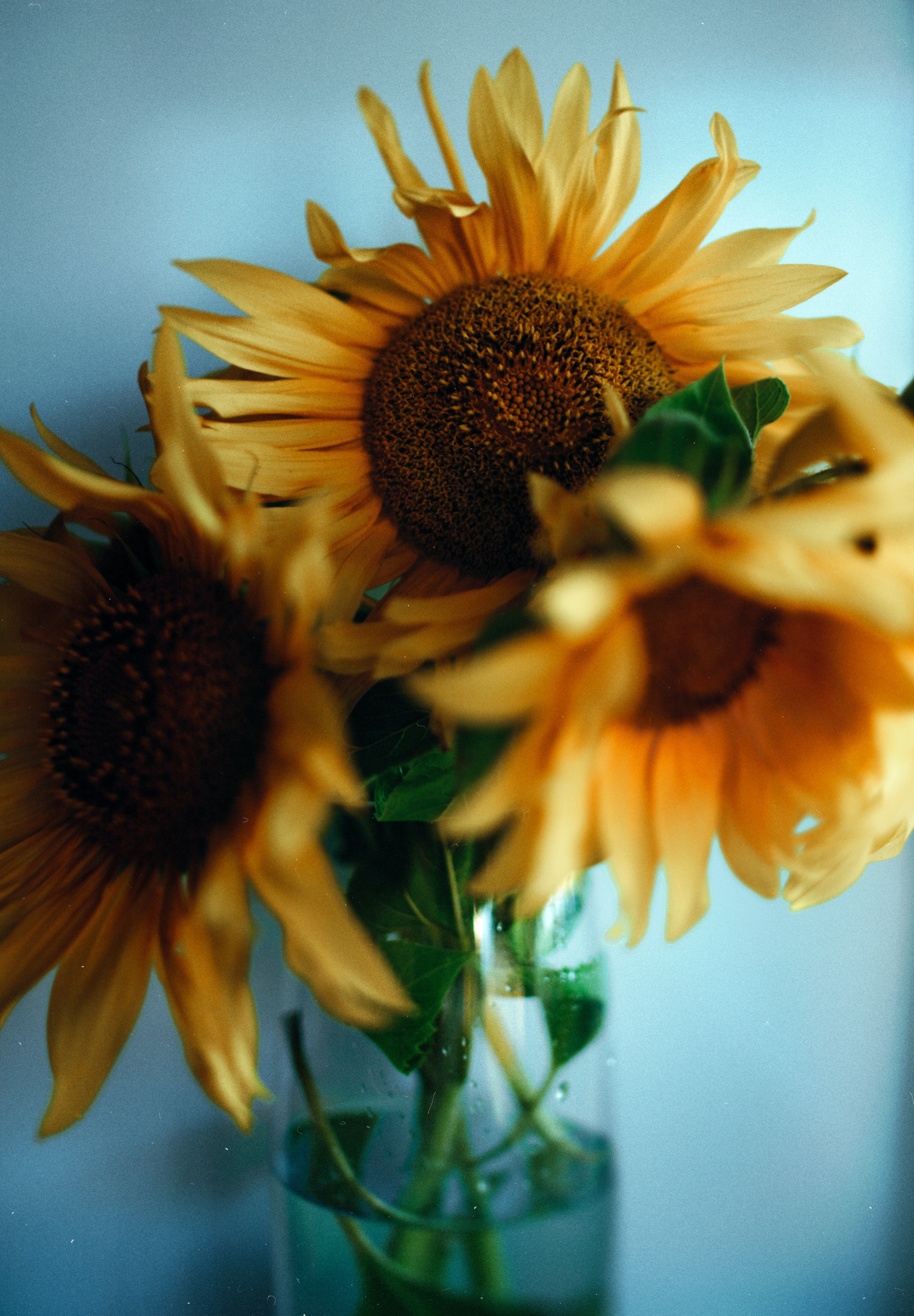 Free download wallpaper Flowers, Bouquet, Vase, Sunflowers on your PC desktop