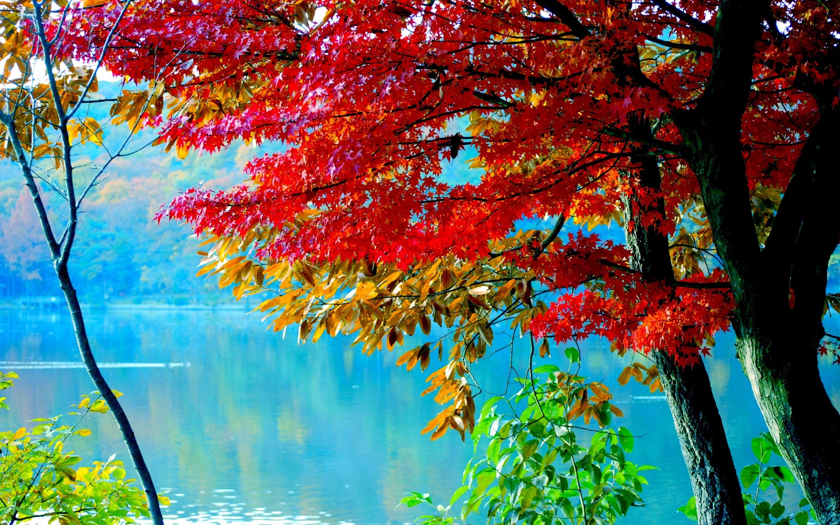 Скачать картинку Река, Осень, Дерево, Земля/природа в телефон бесплатно.