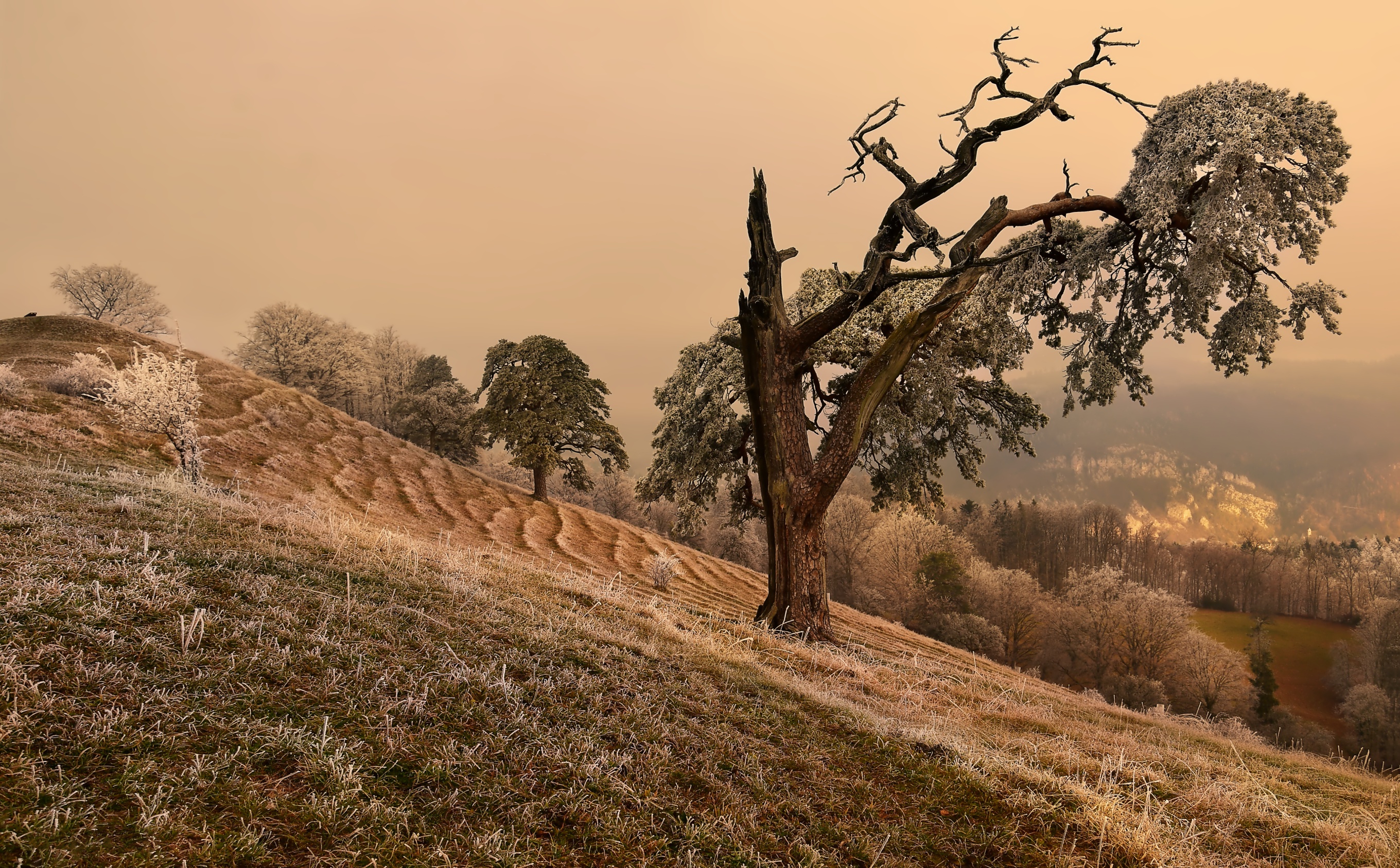 Free download wallpaper Trees, Mountain, Earth, Frost, Hill, Pine Tree on your PC desktop