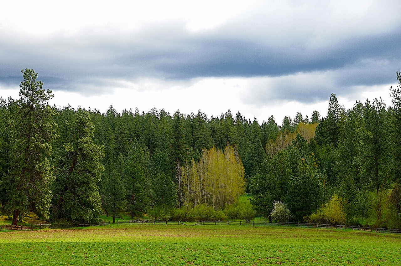 Descarga gratuita de fondo de pantalla para móvil de Bosque, Tierra/naturaleza.