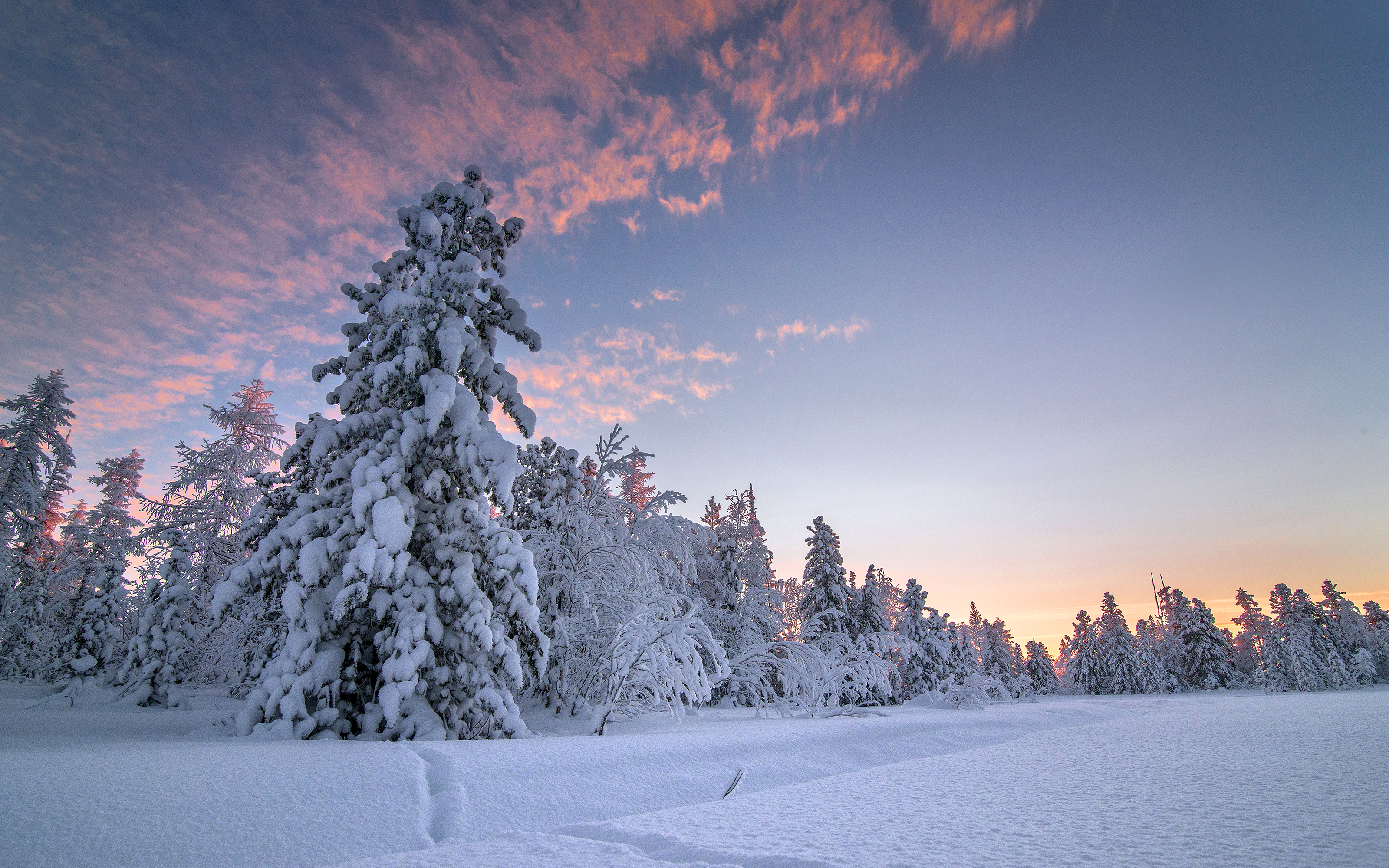 無料モバイル壁紙冬, 木, 日没, 雪, 地球をダウンロードします。
